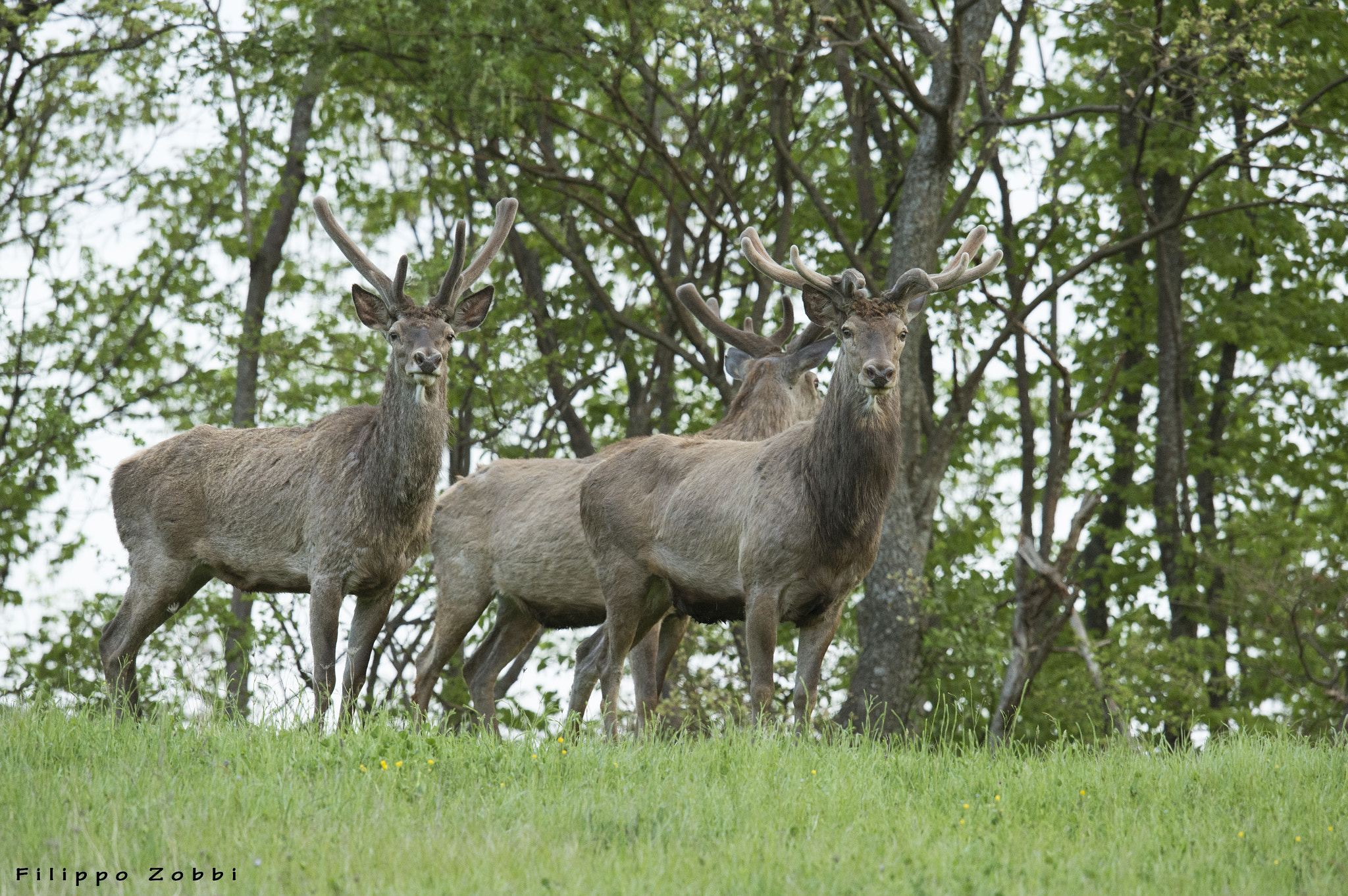 Nikon D4S + Nikon AF-S Nikkor 600mm F4G ED VR sample photo. Velluti (cervus elaphus) photography