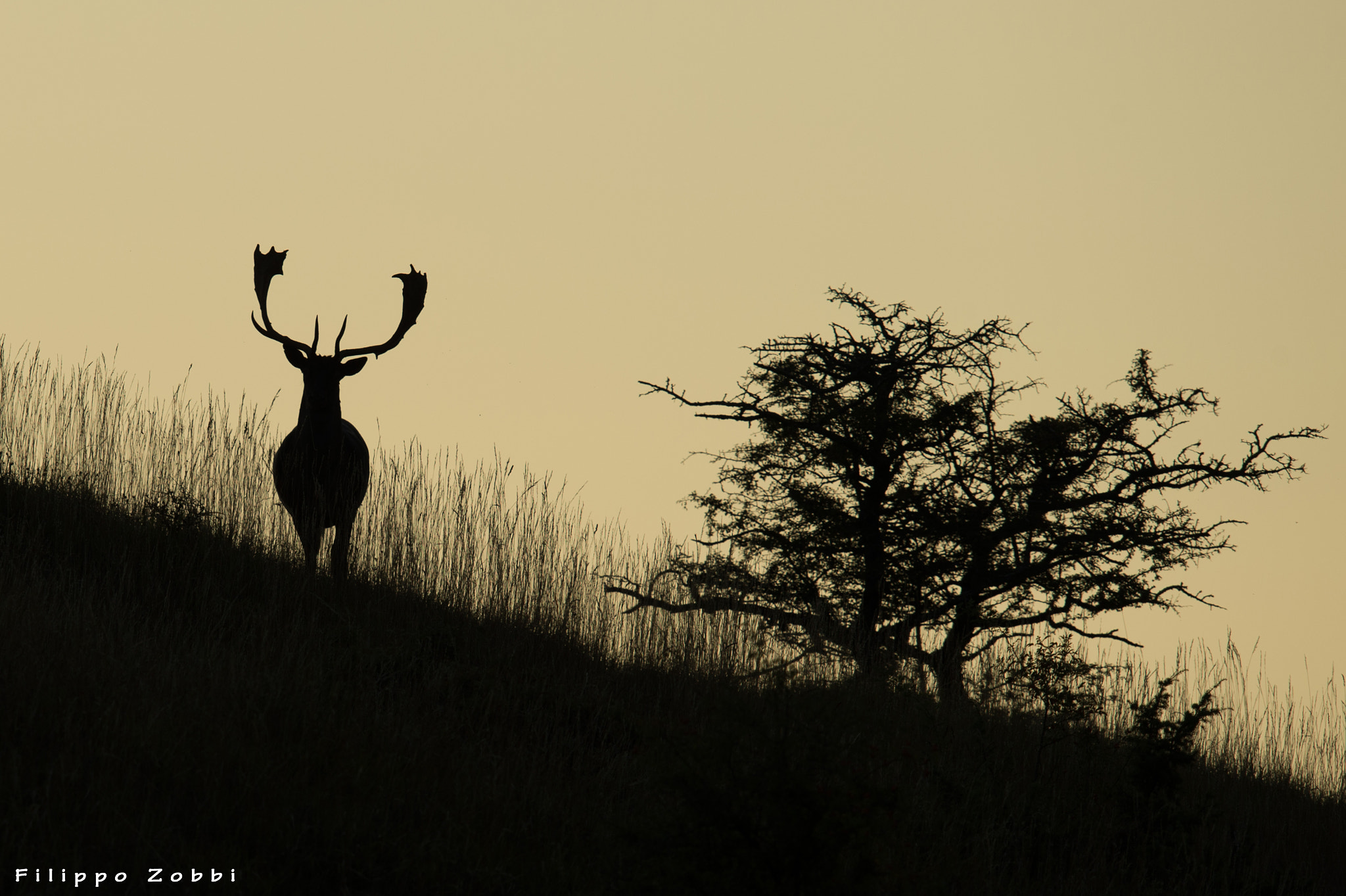 Nikon D4S + Nikon AF-S Nikkor 600mm F4G ED VR sample photo. Daino (dama dama) photography