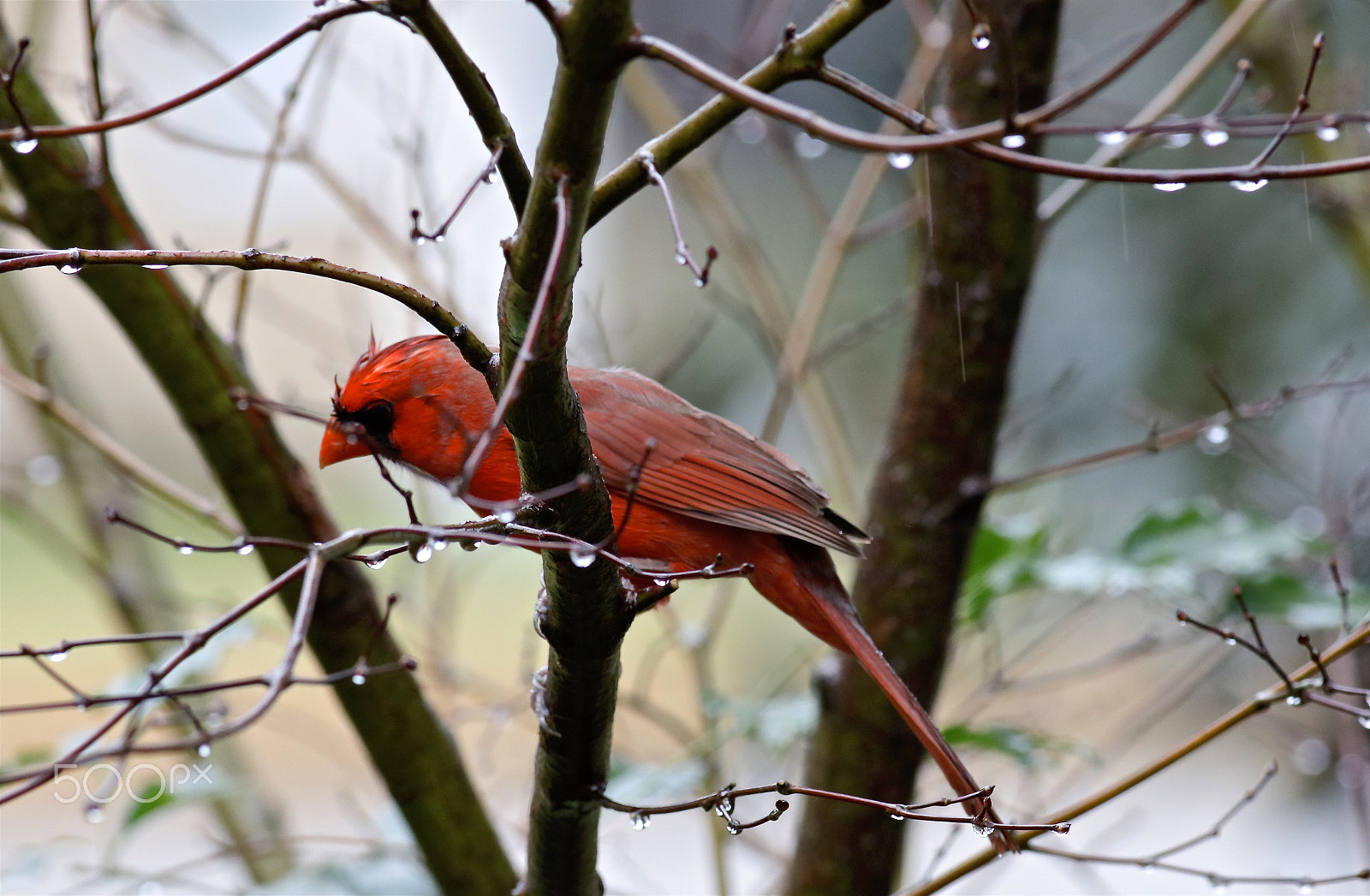 Canon EOS 5DS R + Canon EF 400mm F5.6L USM sample photo. Winter's cardinal photography