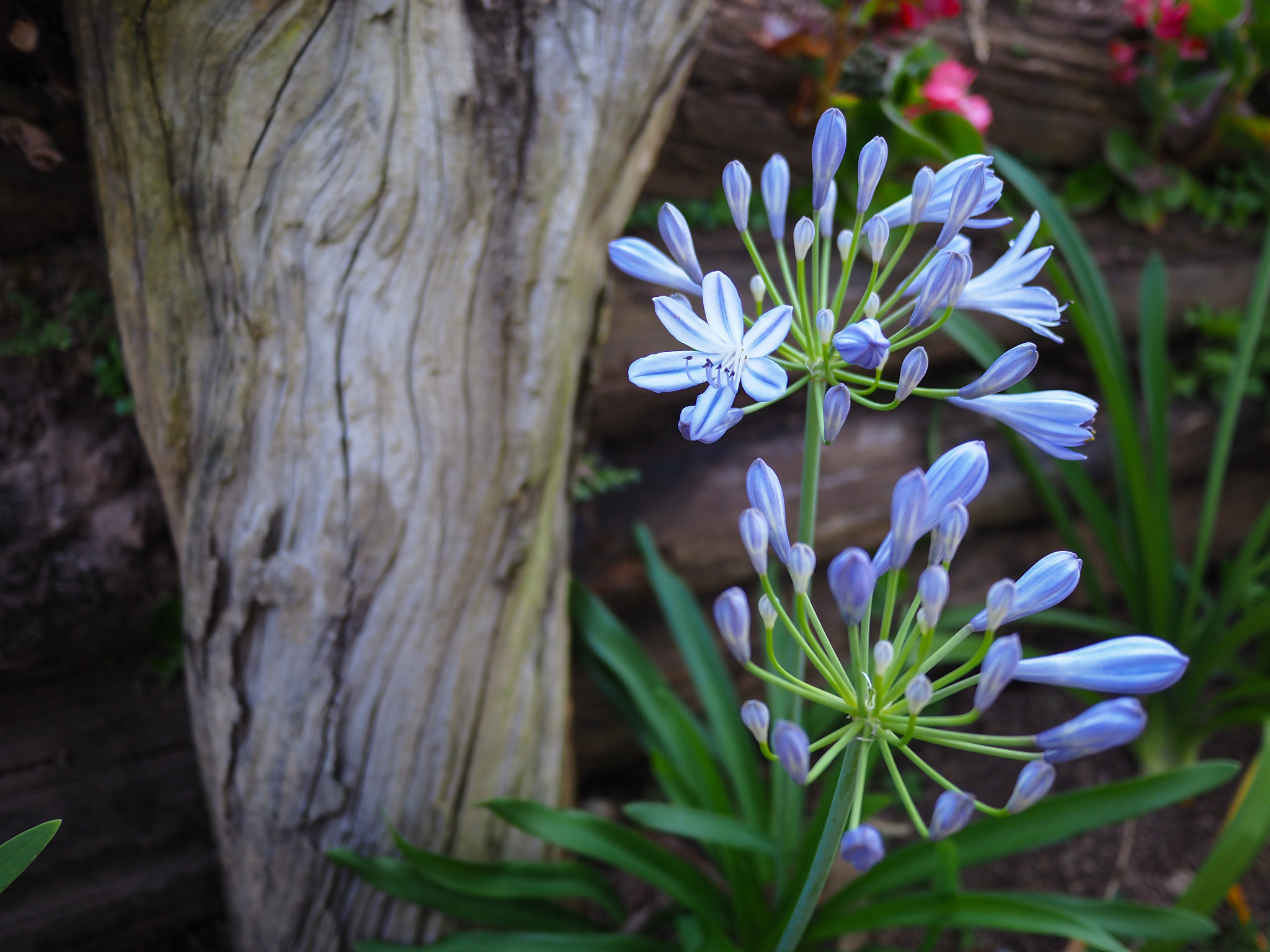 Olympus OM-D E-M10 II + Panasonic Lumix G 14mm F2.5 ASPH sample photo. Flower love photography