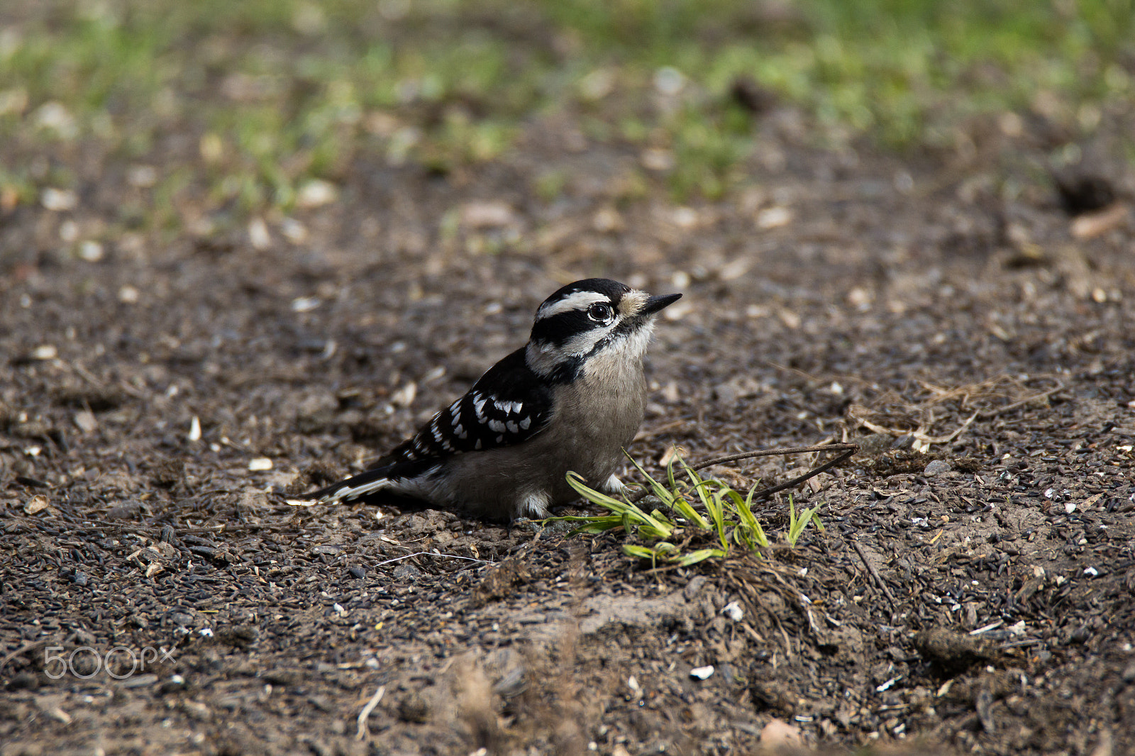 Tamron SP 150-600mm F5-6.3 Di VC USD sample photo. Downy woodpecker sitting photography