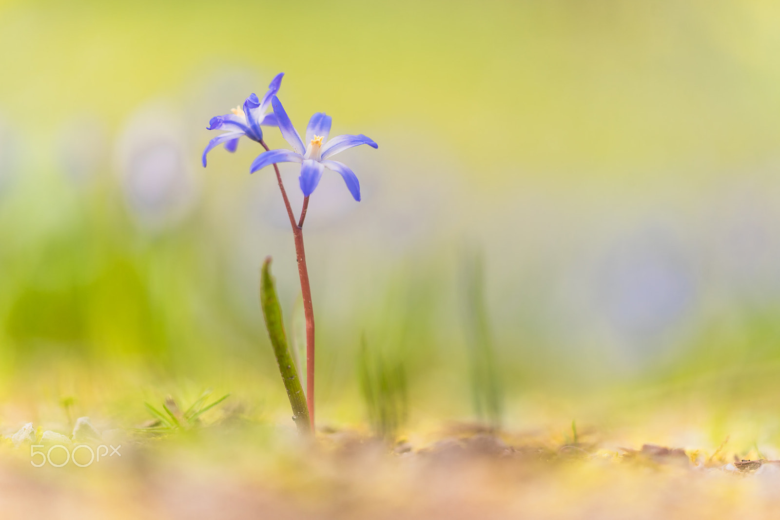 Sigma 150mm F2.8 EX DG Macro HSM sample photo. Scilla photography