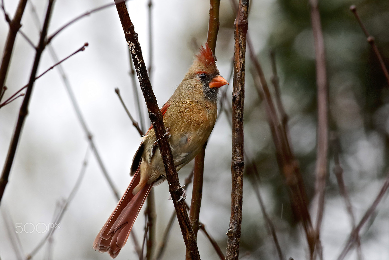 Canon EOS 5DS R + Canon EF 400mm F5.6L USM sample photo. Cautious photography