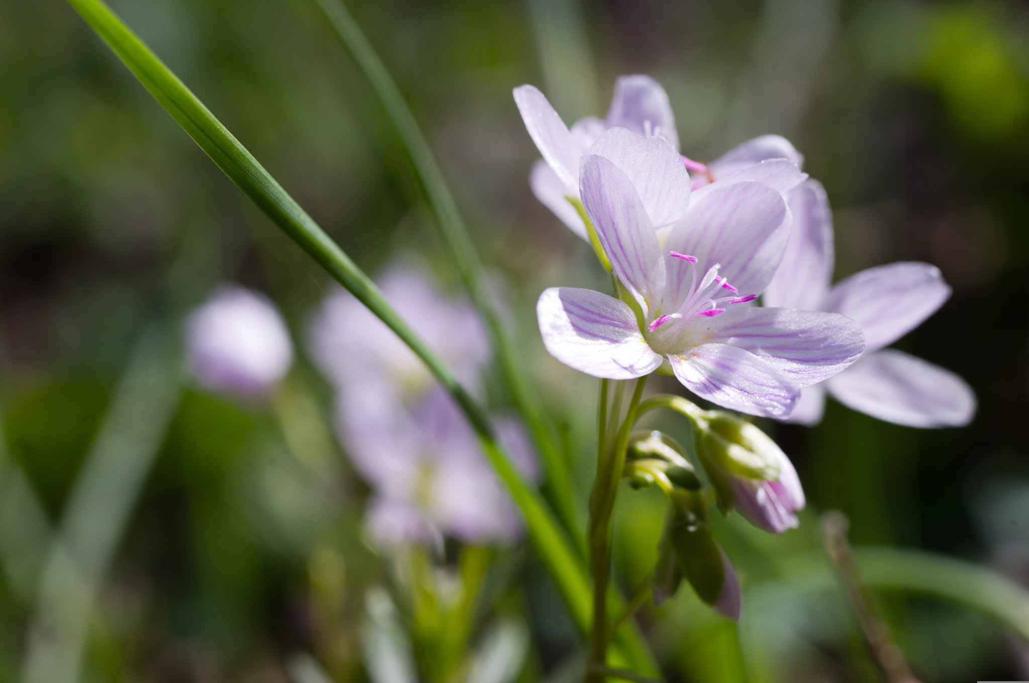 Pentax K-x + Pentax smc D-FA 50mm F2.8 Macro sample photo. Spring beauty photography