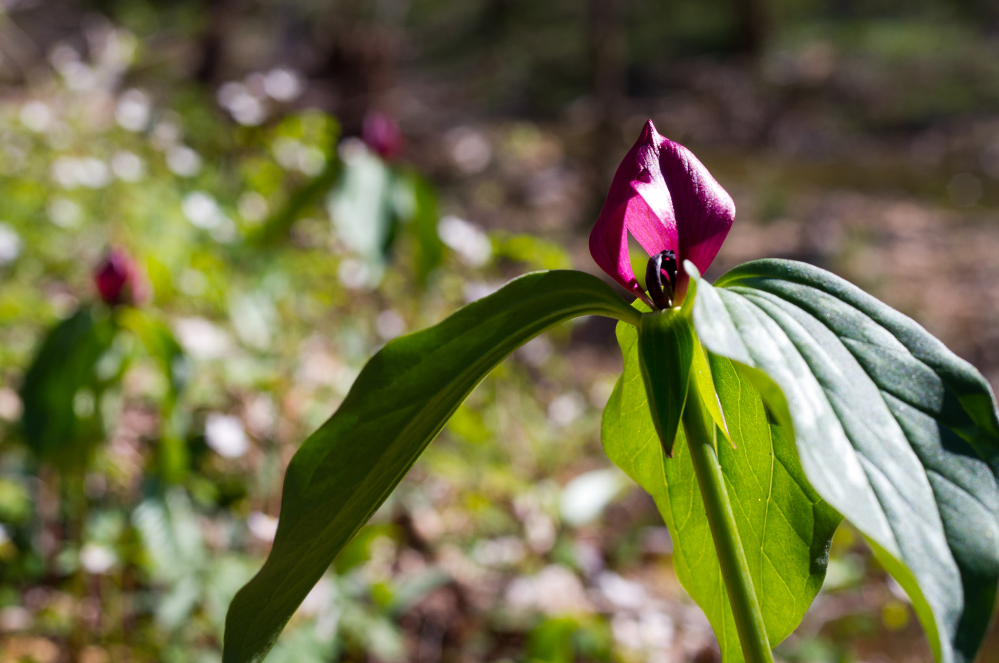 Pentax K-x + Pentax smc D-FA 50mm F2.8 Macro sample photo. Prairietrillium photography