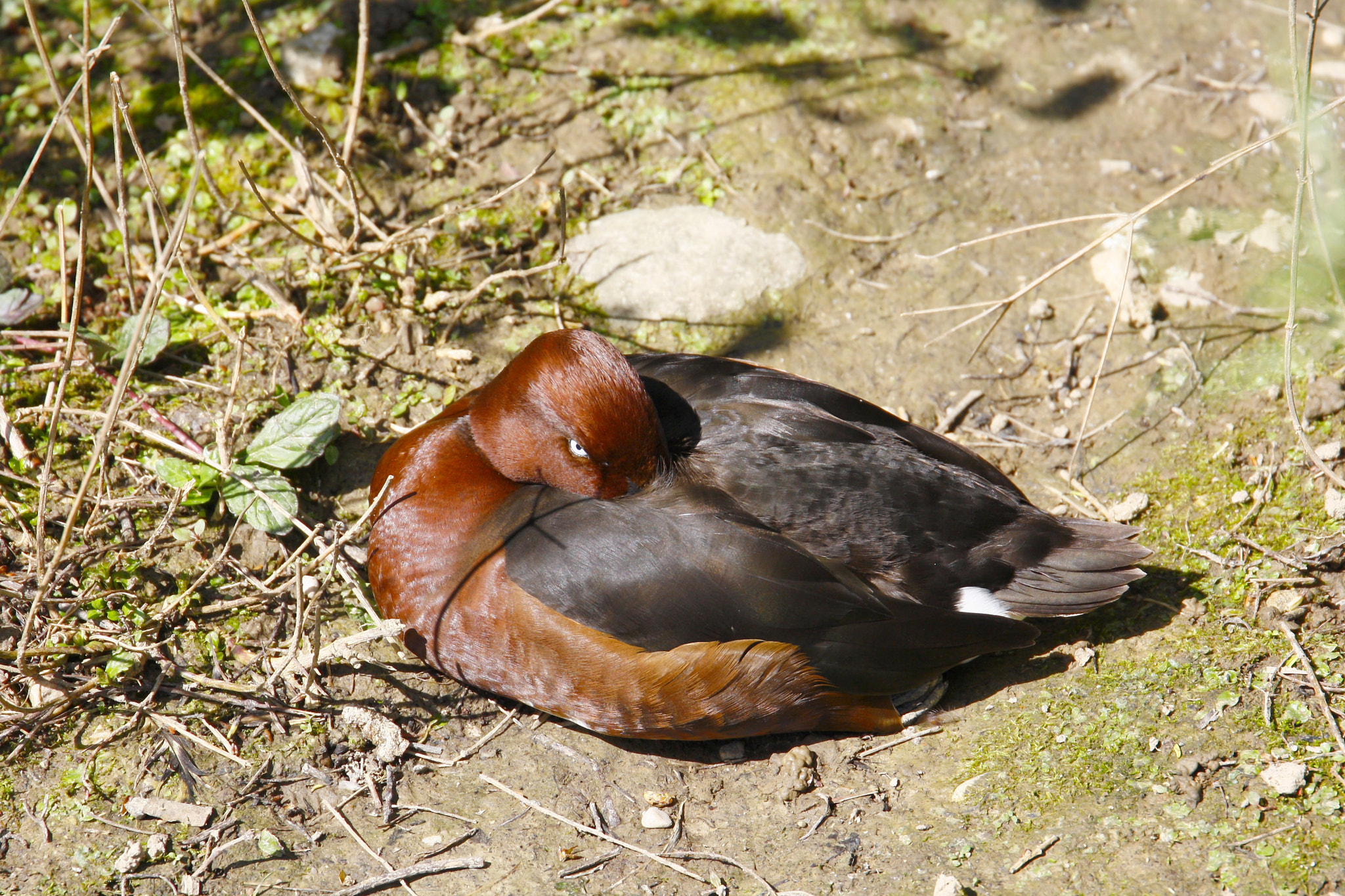 Canon EF 24-105mm F3.5-5.6 IS STM sample photo. Canard photography