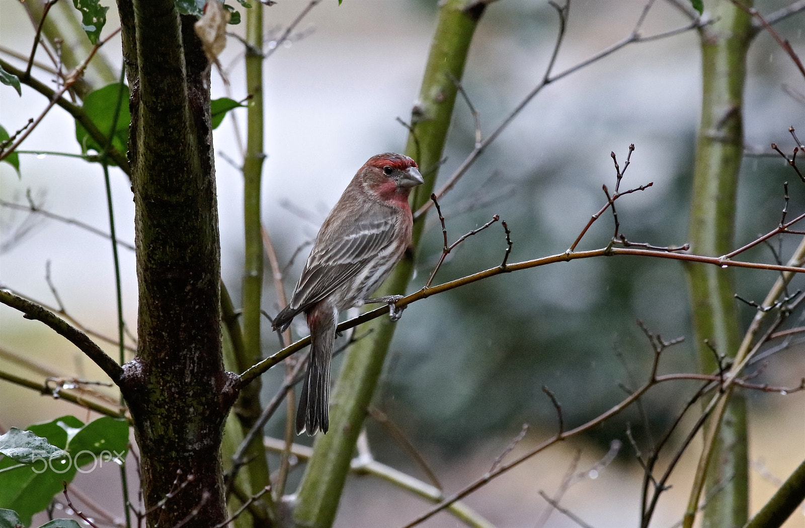Canon EOS 5DS R + Canon EF 400mm F5.6L USM sample photo. Male house finch photography