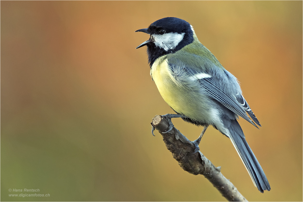 Nikon D5 sample photo. Paris major  / great tit photography