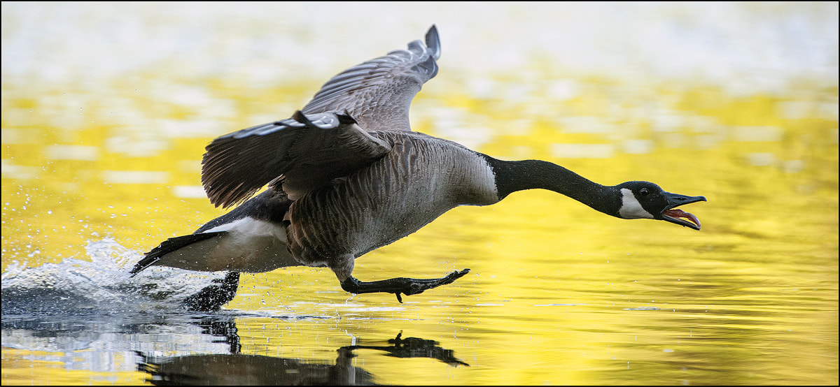 Canon EF 300mm F2.8L IS USM sample photo. Goose attack photography