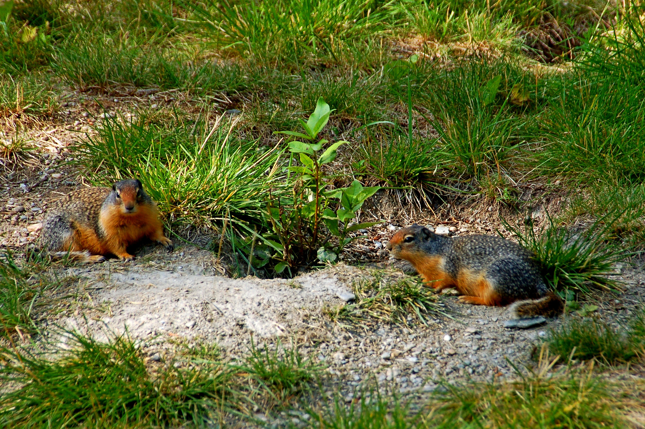 Nikon D50 sample photo. Marmot photography