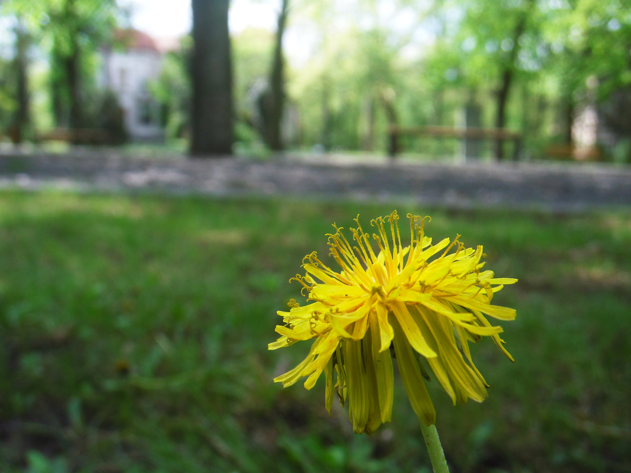 Fujifilm FinePix Z300 sample photo. Egyetlen photography