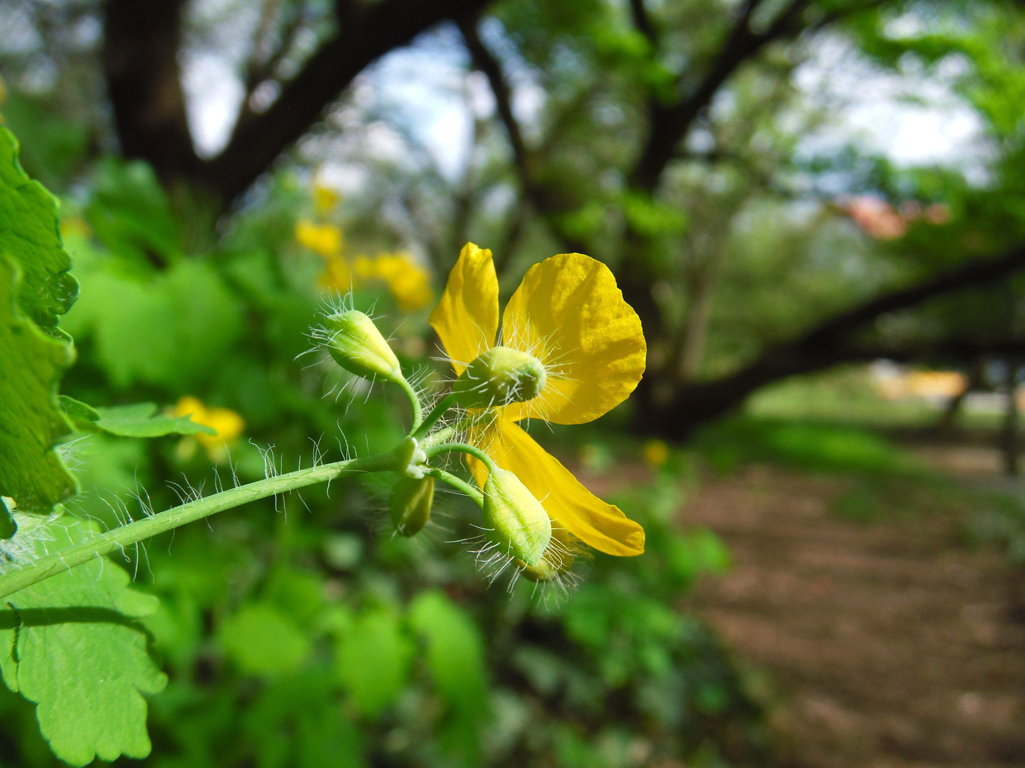 Fujifilm FinePix Z300 sample photo. Apró részletek photography