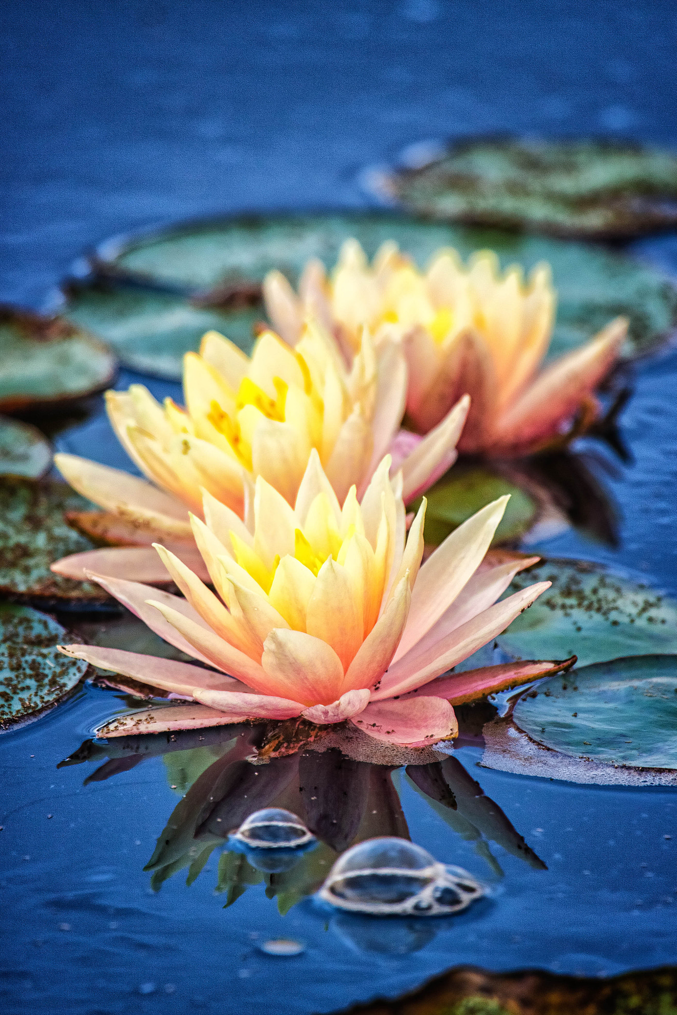 Canon EF 100-400mm F4.5-5.6L IS USM sample photo. Water lilies photography