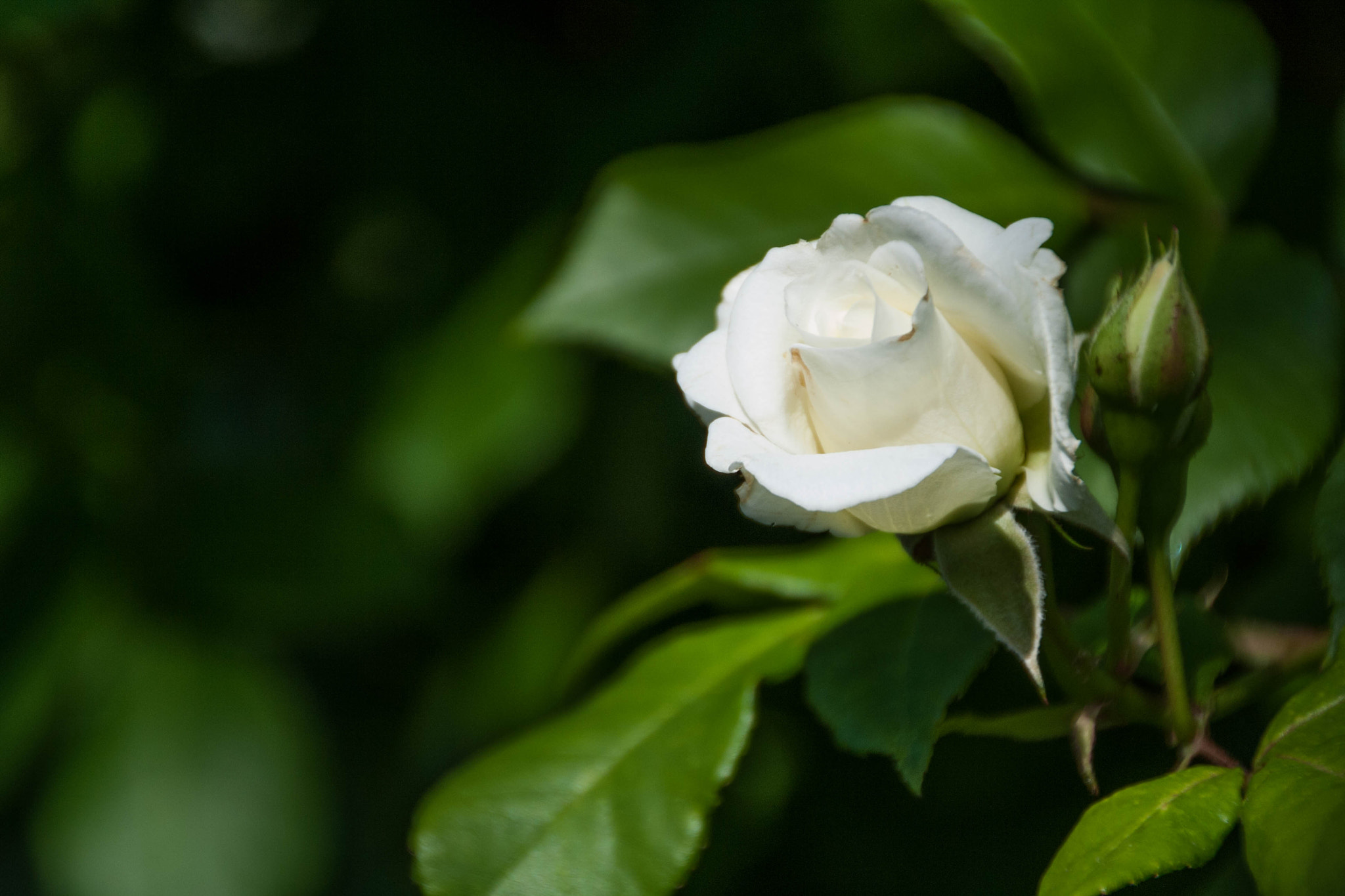 Canon EOS 1000D (EOS Digital Rebel XS / EOS Kiss F) sample photo. White on the branch photography
