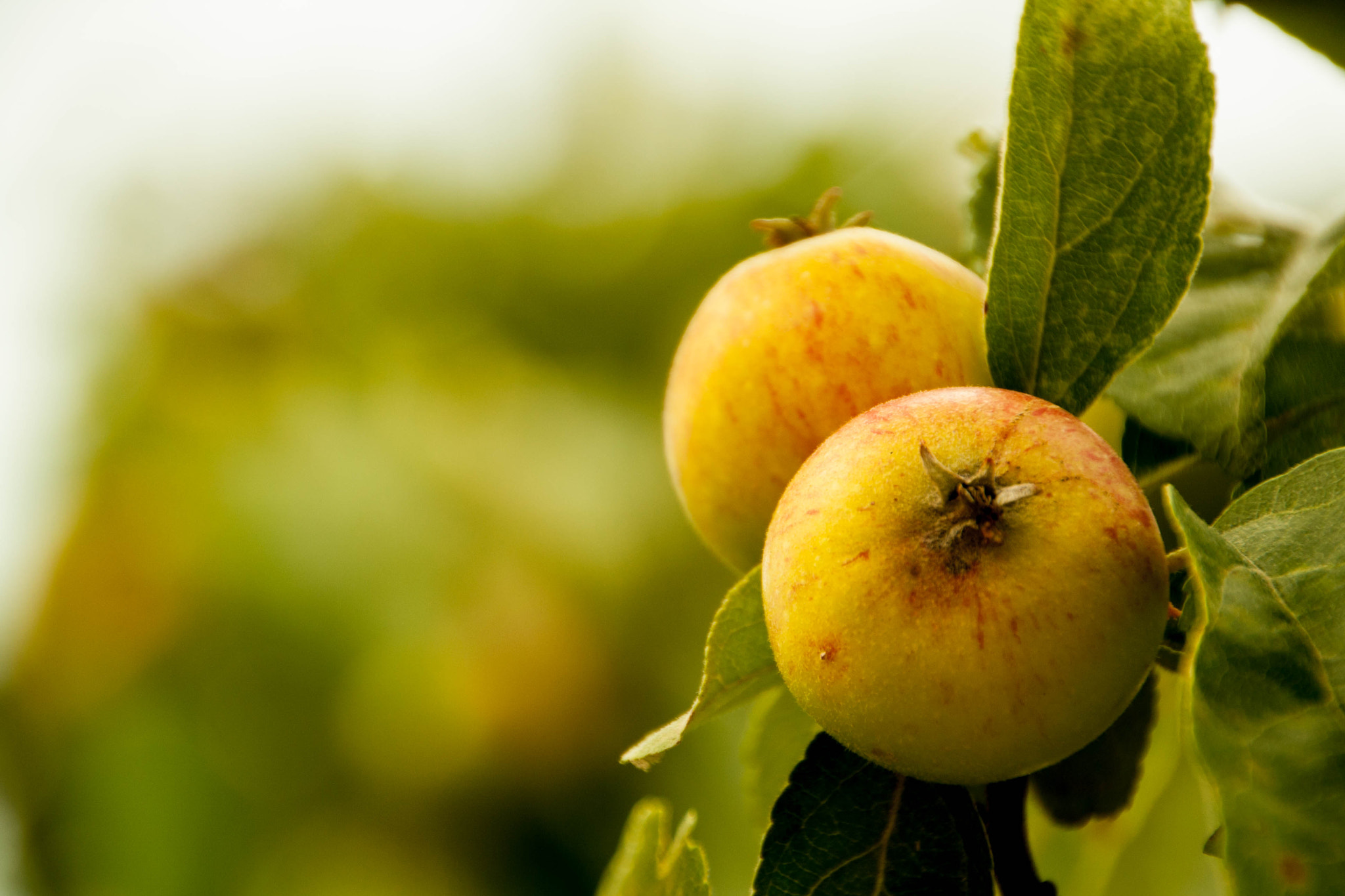 Canon EOS 1000D (EOS Digital Rebel XS / EOS Kiss F) sample photo. Apples on a branch ready to be harvested, outdoors photography