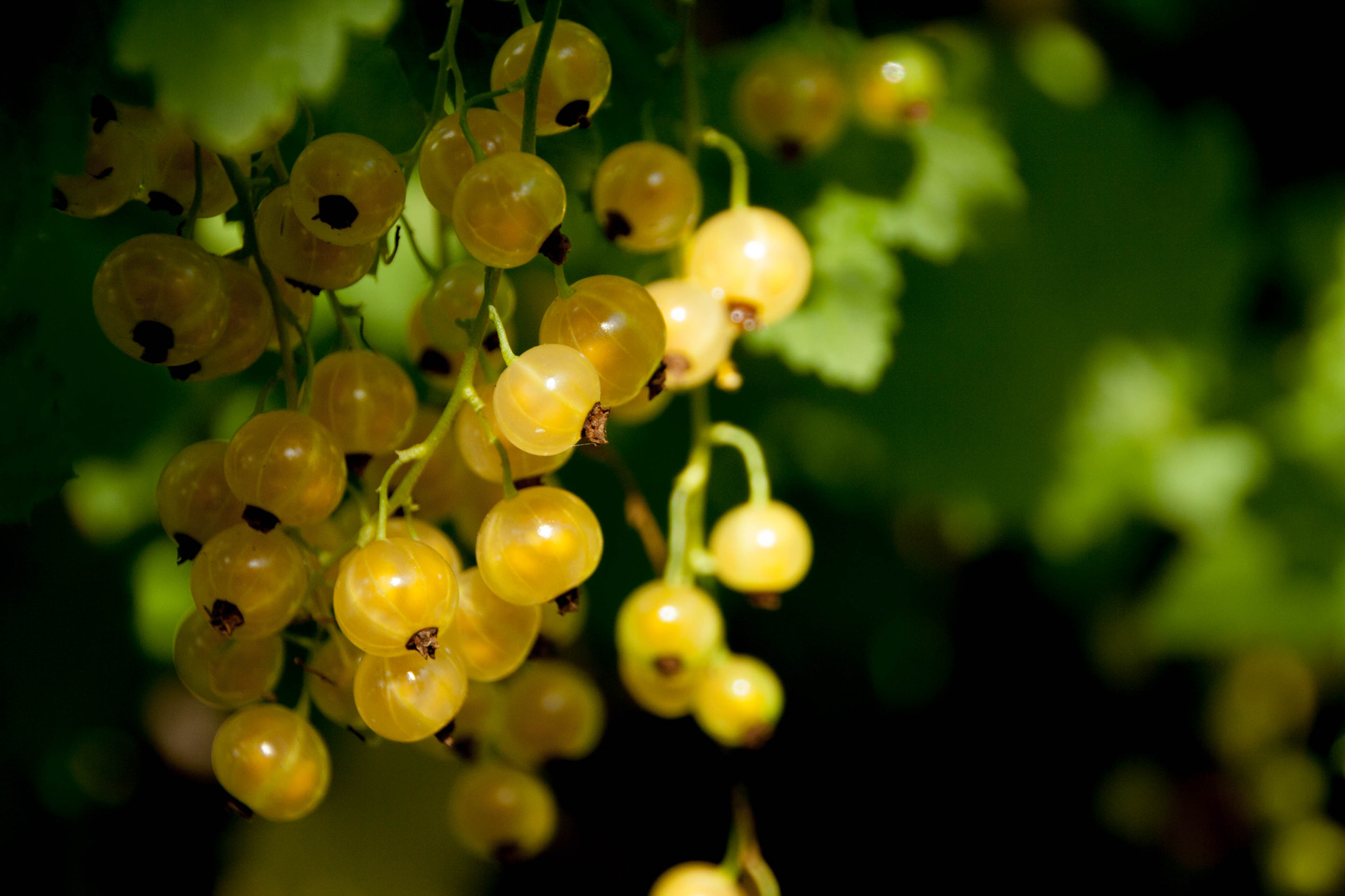 Canon EOS 1000D (EOS Digital Rebel XS / EOS Kiss F) sample photo. The white currant , sometimes called the pink or yellow photography