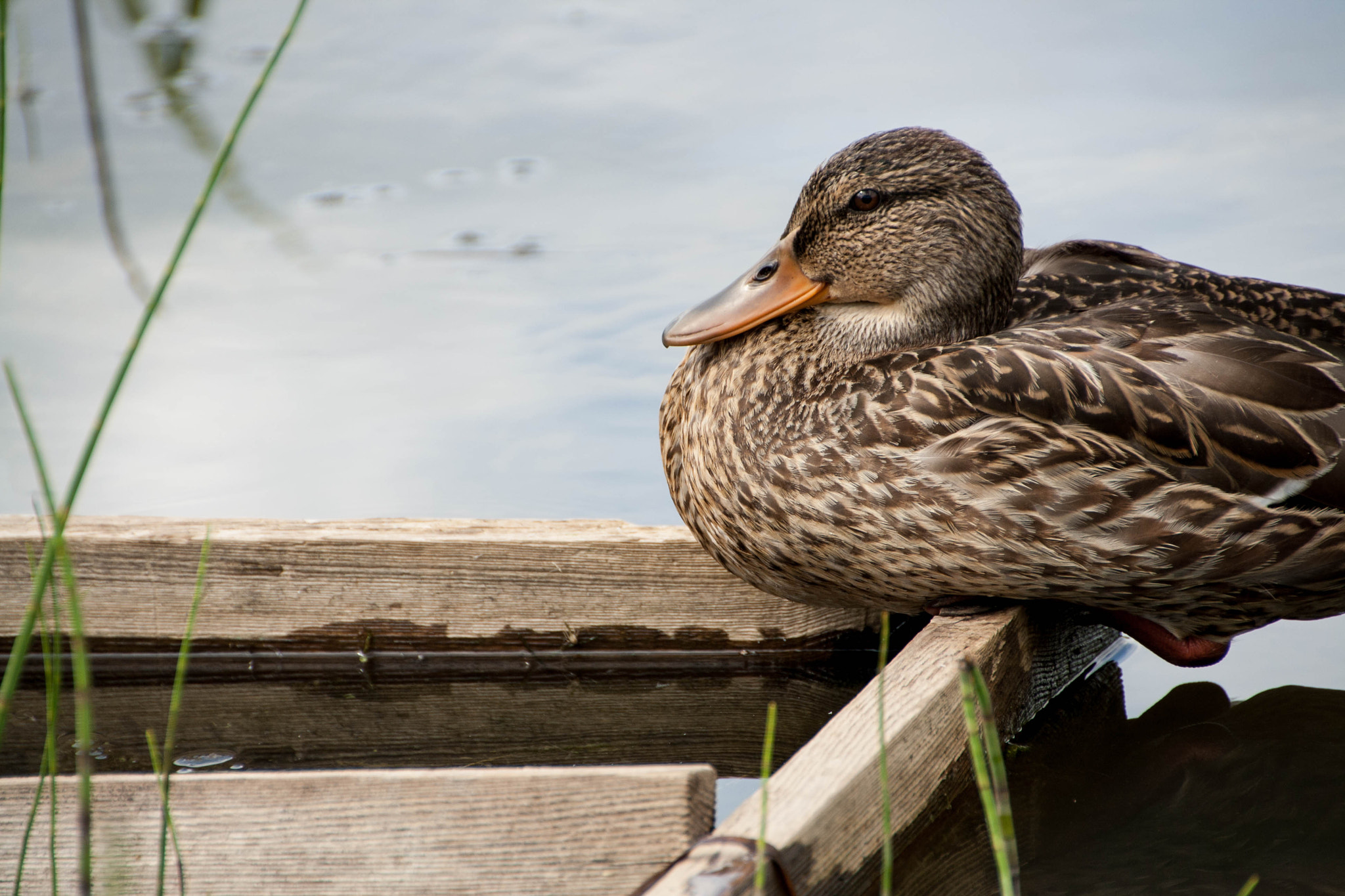 Canon EOS 1000D (EOS Digital Rebel XS / EOS Kiss F) sample photo. Wild duck is sitting on a wooden platform photography
