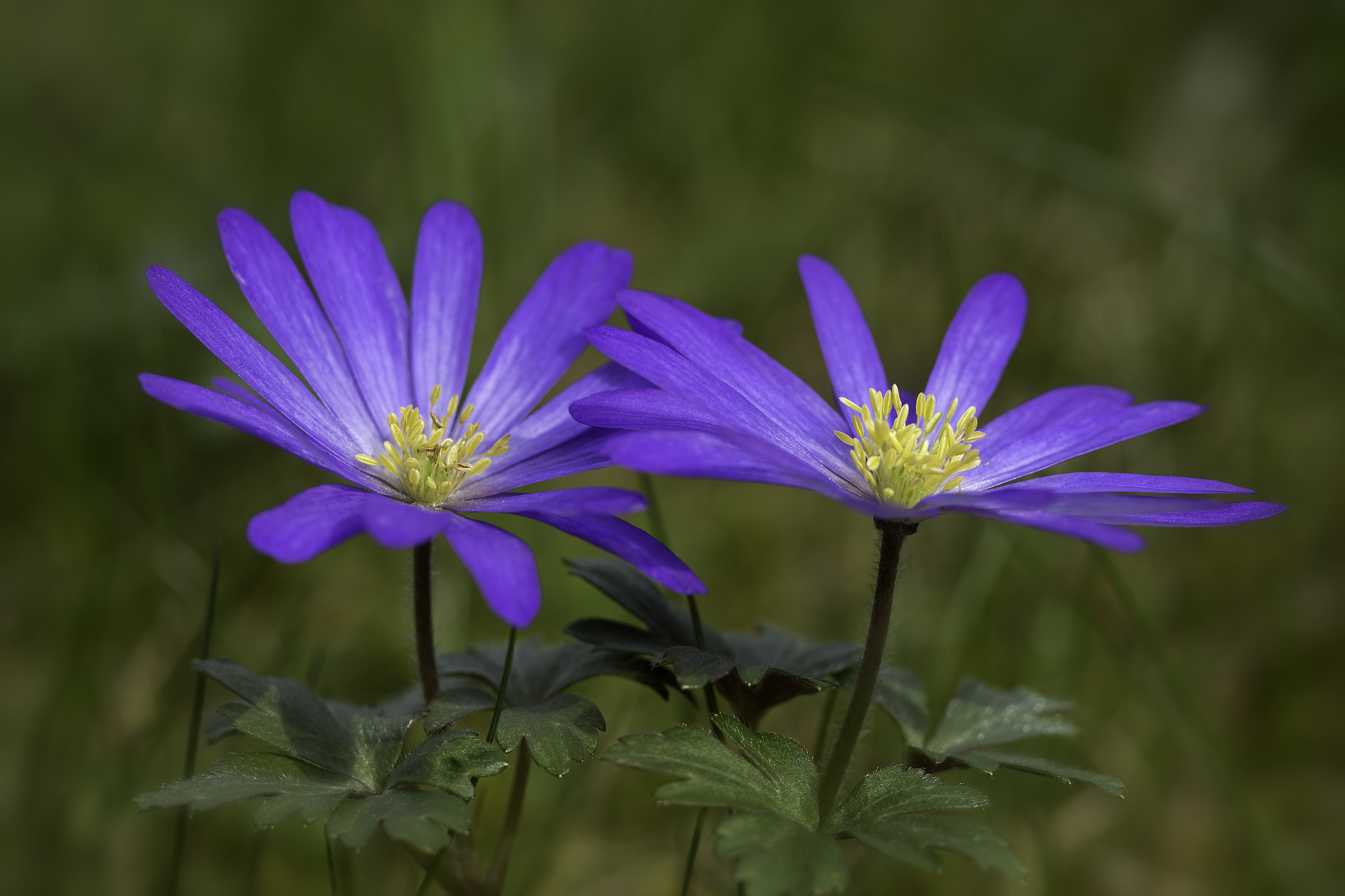 Canon EOS 6D + Tamron SP AF 90mm F2.8 Di Macro sample photo. Two in blue photography