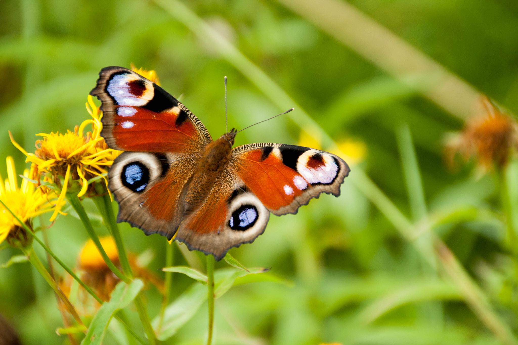 Canon EOS 1000D (EOS Digital Rebel XS / EOS Kiss F) sample photo. Butterfly on a natural background photography