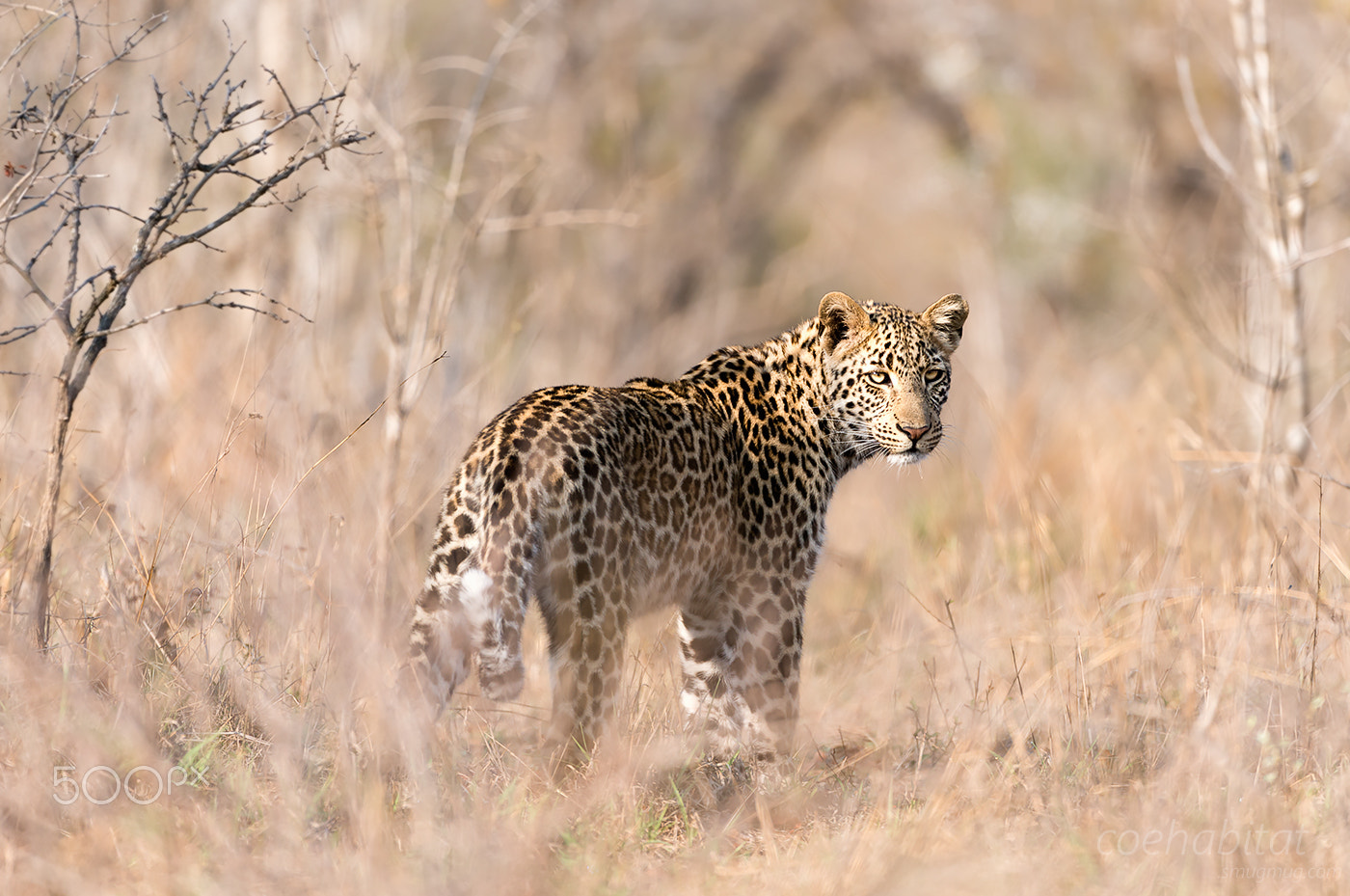 Nikon AF-S Nikkor 200-400mm F4G ED-IF VR sample photo. The last look photography