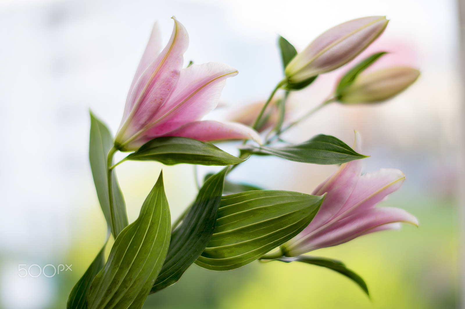 Nikon Df + Nikon AF-S Nikkor 58mm F1.4G sample photo. Lilies on the window photography