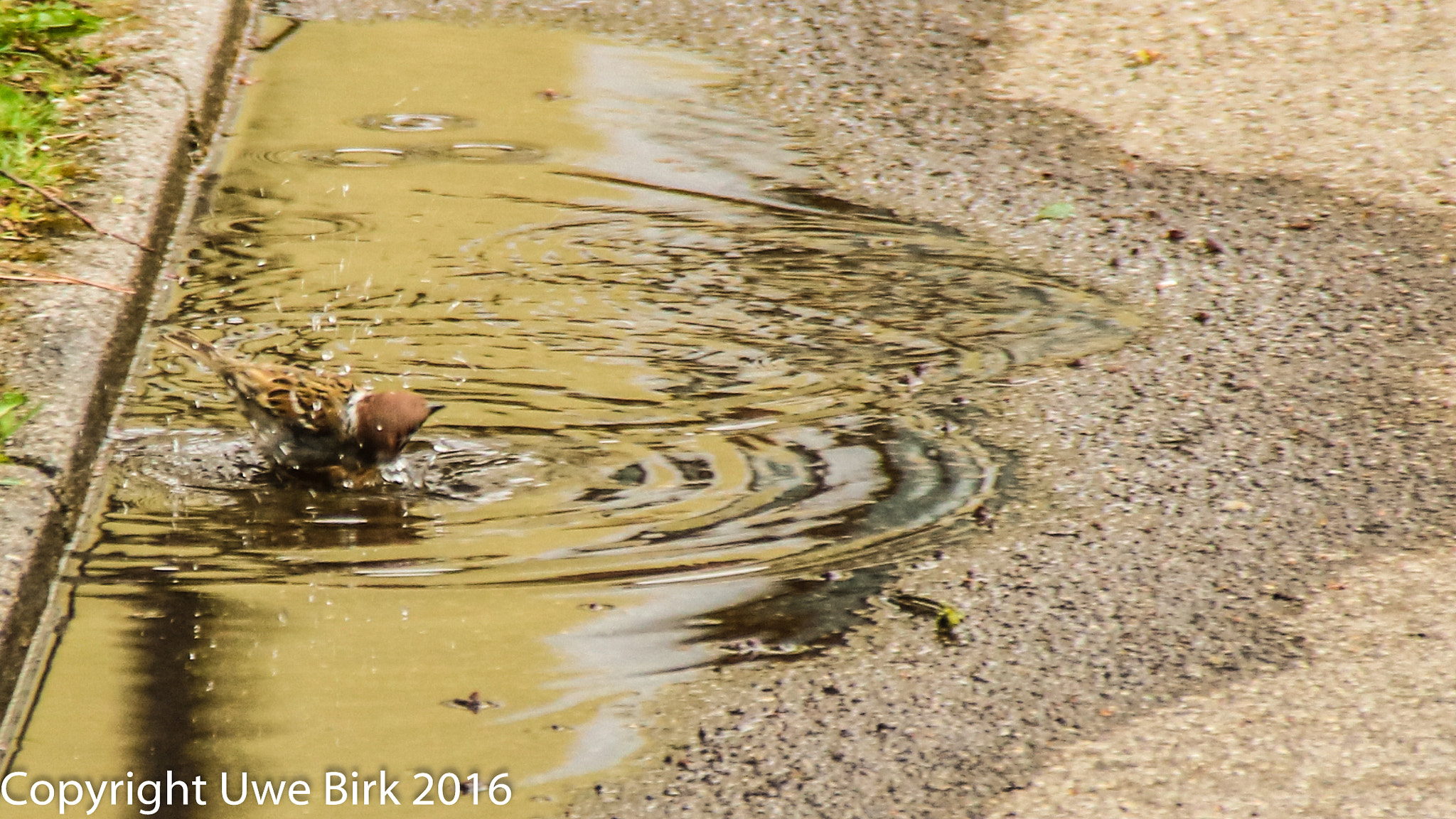 Canon EOS 760D (EOS Rebel T6s / EOS 8000D) sample photo. Bathing sparrow photography