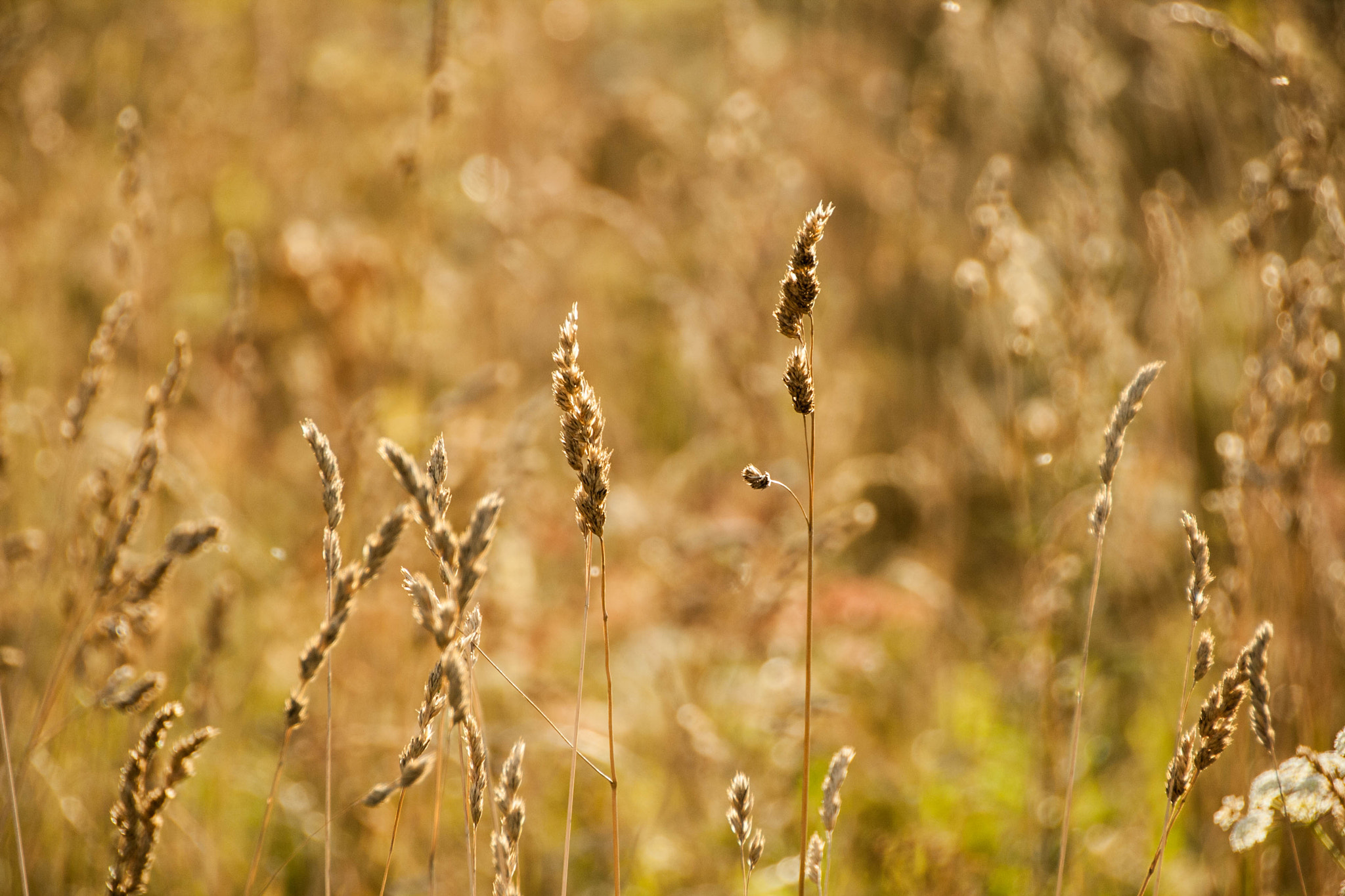 Canon EOS 1000D (EOS Digital Rebel XS / EOS Kiss F) sample photo. Grass spikelet on the field at sunset photography