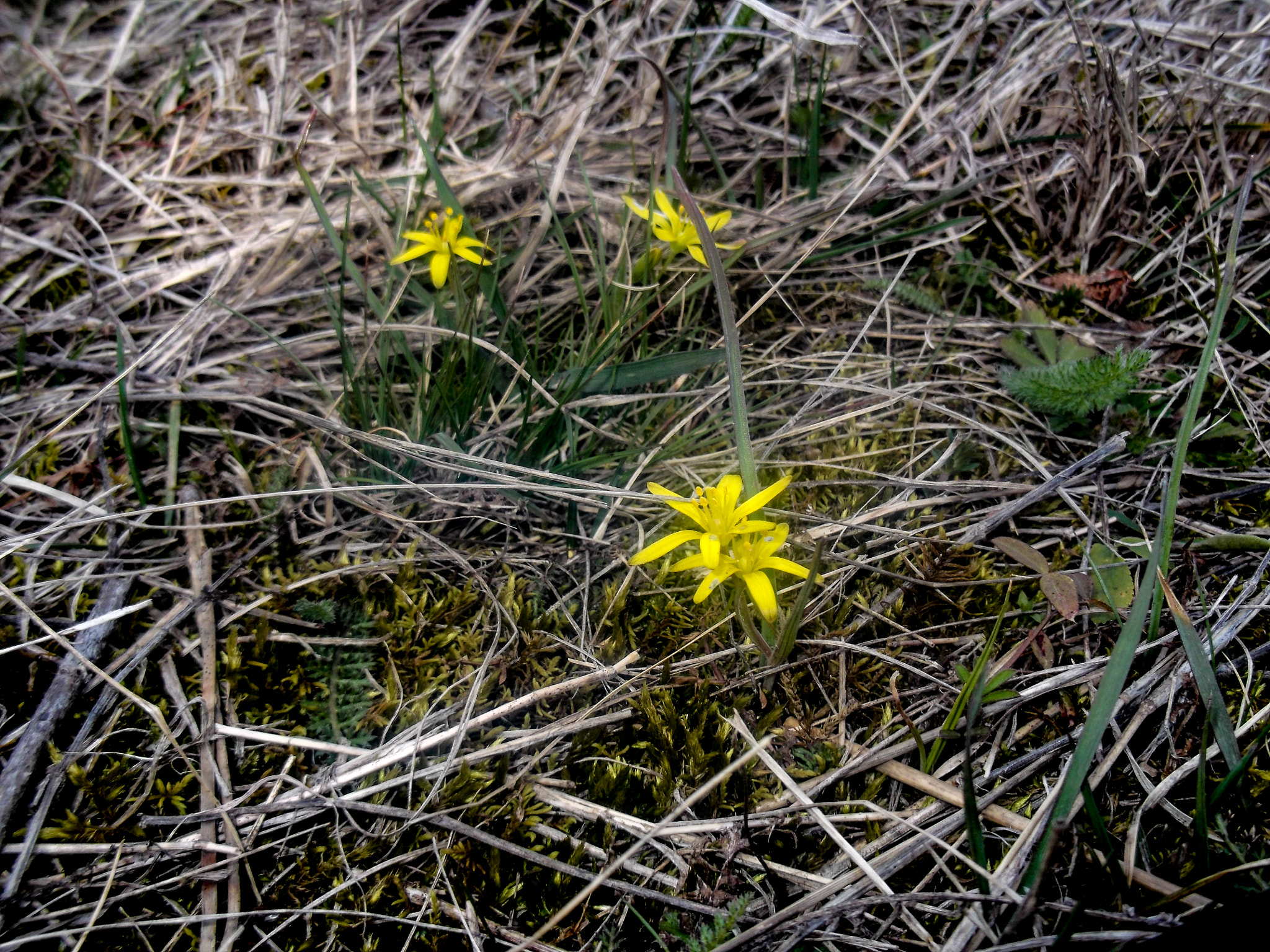 Fujifilm FinePix JV300 sample photo. Yellow flowers photography