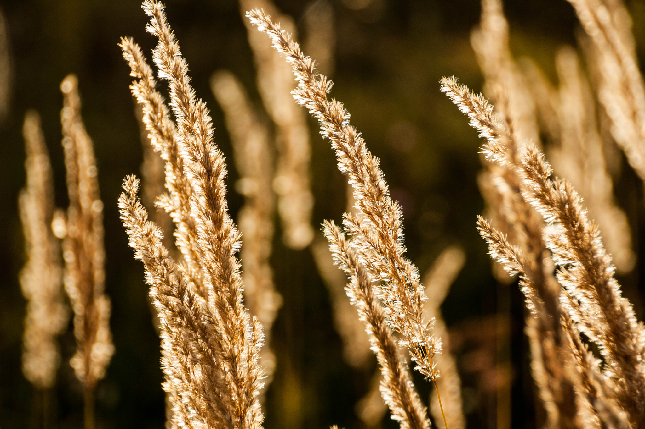Canon EOS 1000D (EOS Digital Rebel XS / EOS Kiss F) sample photo. Grass spikelet on the field at sunset photography