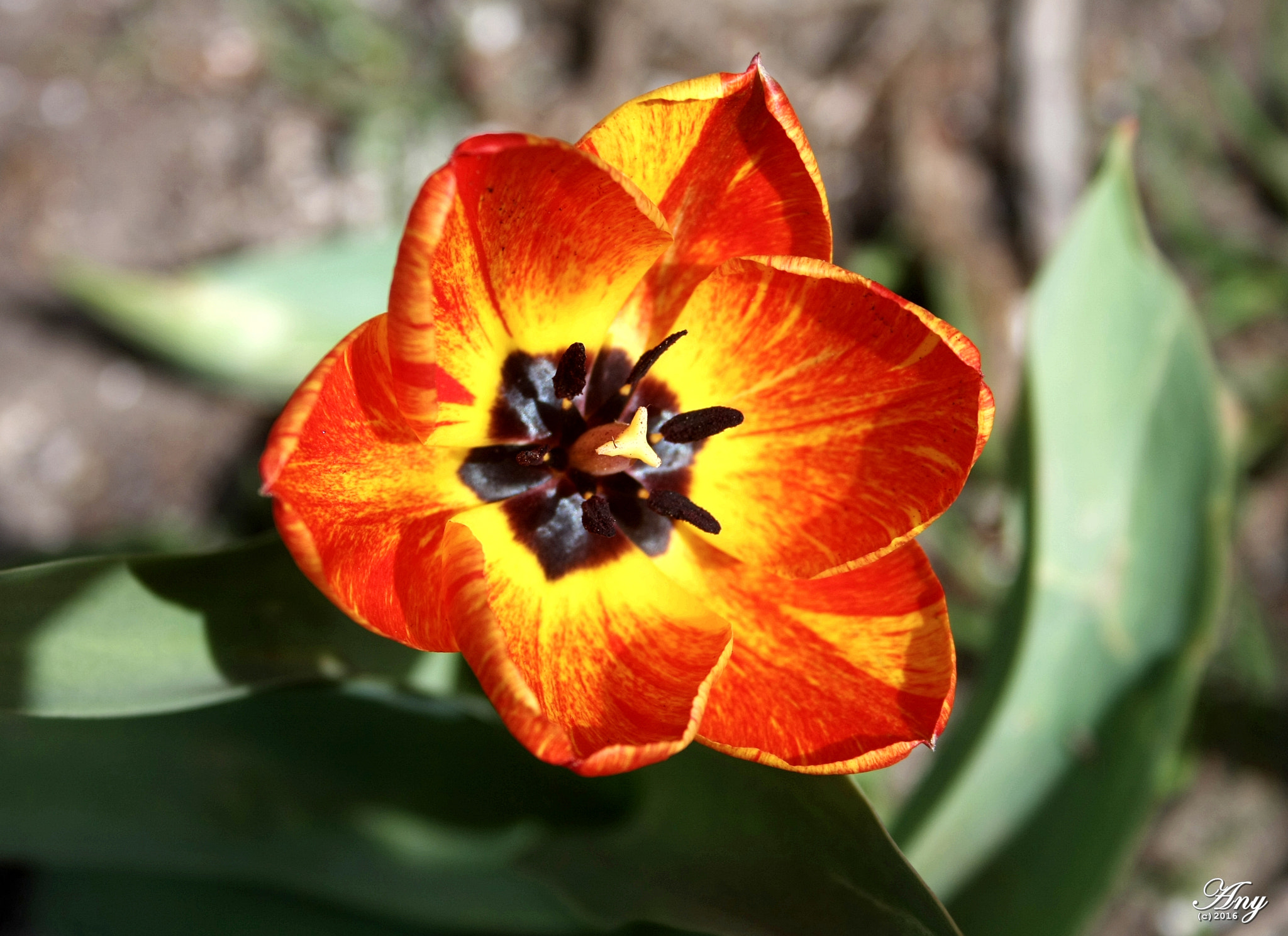 Canon EF-S 18-55mm F3.5-5.6 sample photo. Tulipán photography