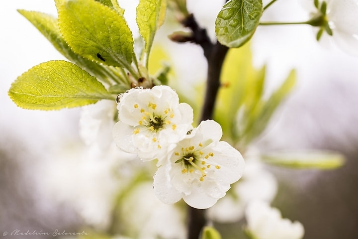 Nikon D7100 sample photo. Flowers.. in the rain photography