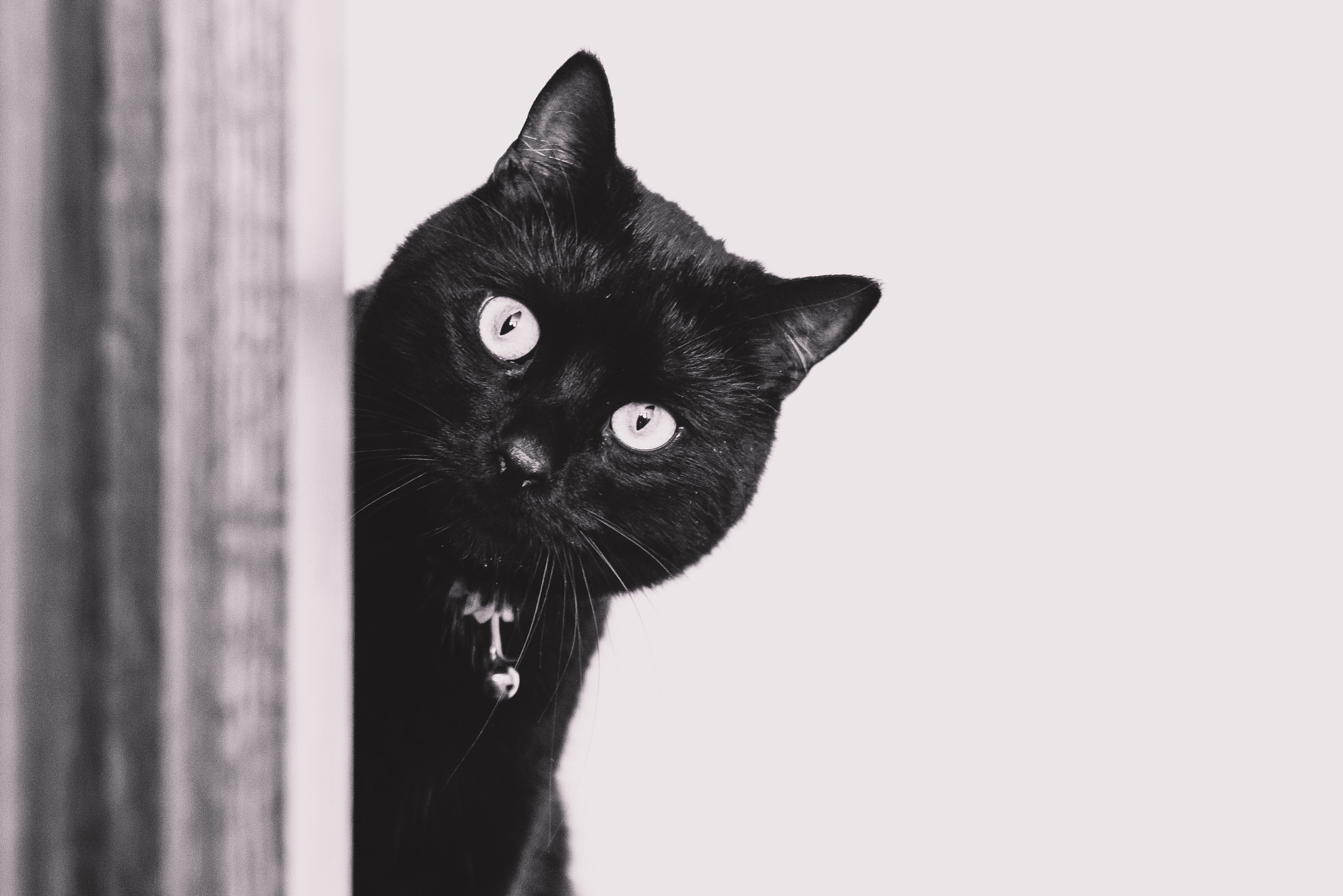 Canon EOS 700D (EOS Rebel T5i / EOS Kiss X7i) + Canon EF 35mm F2 sample photo. Cat photography
