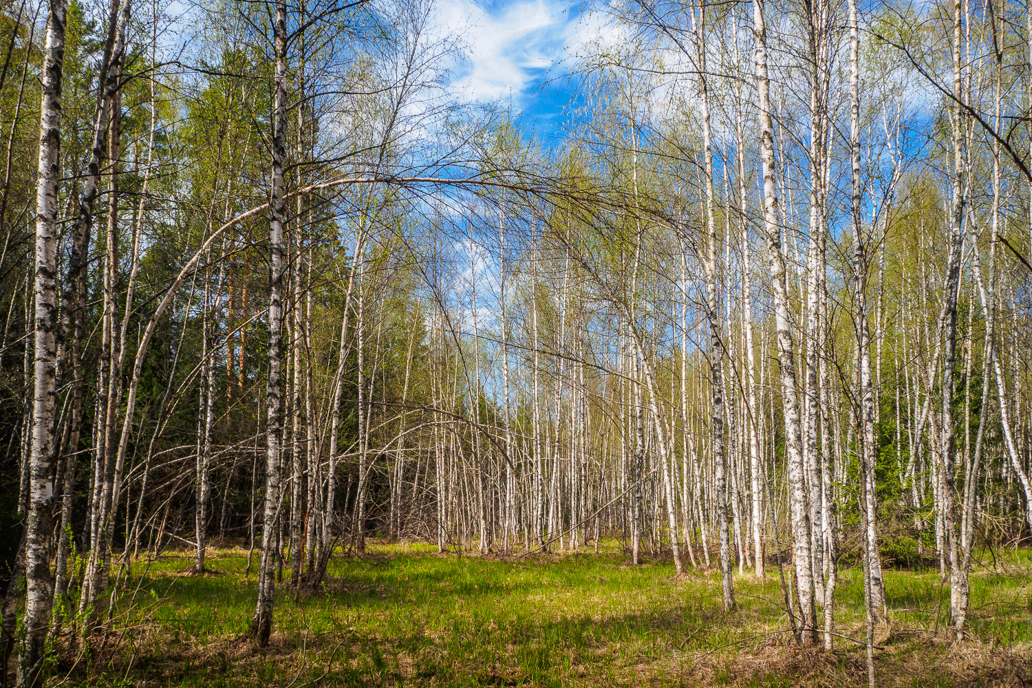 Olympus OM-D E-M10 + OLYMPUS M.12-50mm F3.5-6.3 sample photo. Birches photography