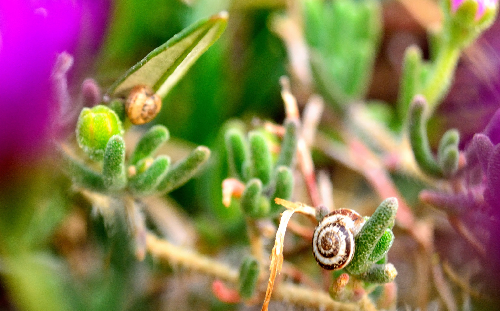 AF Zoom-Nikkor 28-105mm f/3.5-4.5D IF sample photo. Snails love spring&color photography