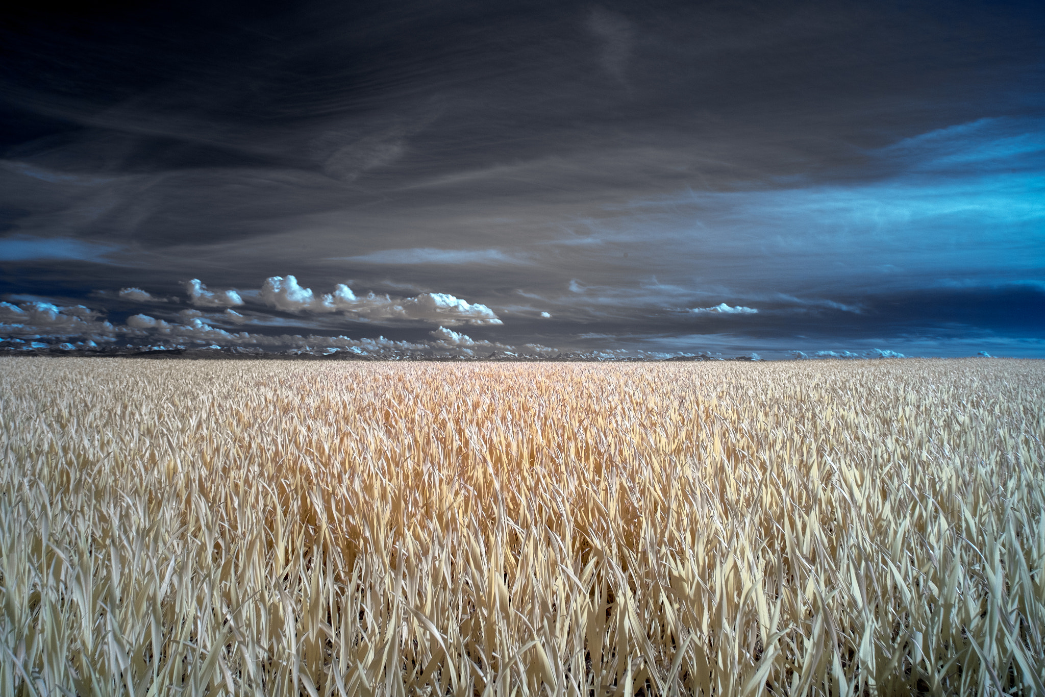 Fujifilm X-E1 + Fujifilm XF 18-135mm F3.5-5.6 R LM OIS WR sample photo. ...infinitgoldgrass... photography