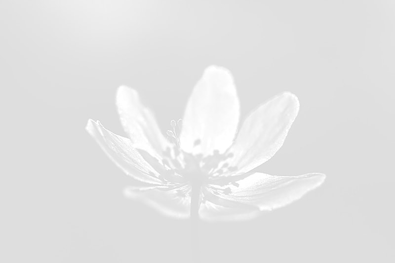 Canon EF 180mm F3.5L Macro USM sample photo. Wood anemone experimental photography