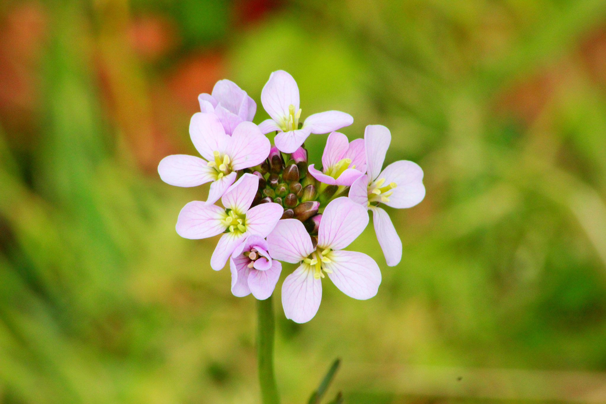 Canon 55-200mm sample photo