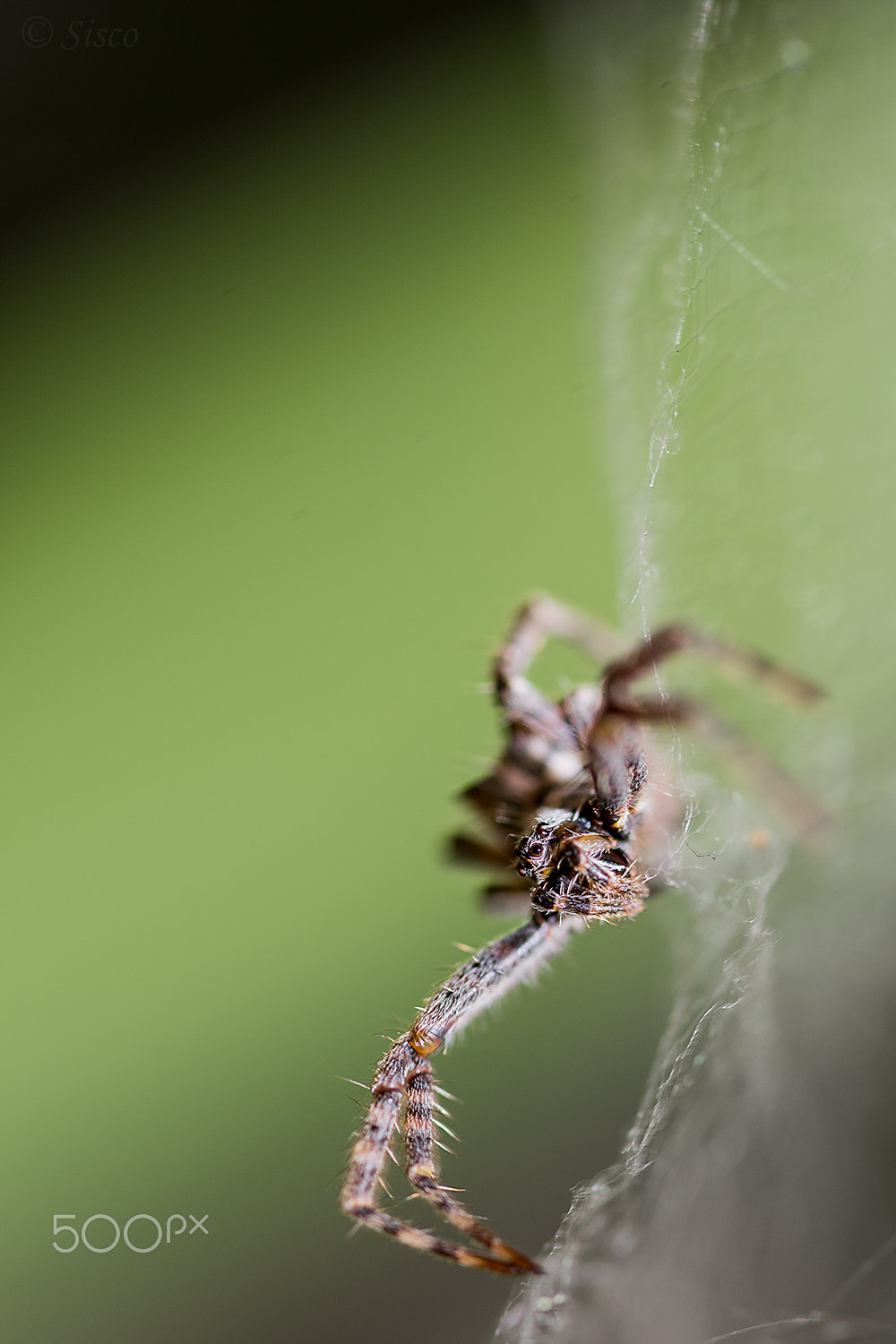 Sigma 105mm F2.8 EX DG OS HSM sample photo. Hey, ho, let's go!! photography