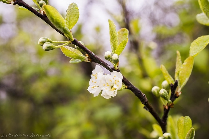 Nikon D7100 + Sigma 50mm F2.8 EX DG Macro sample photo. Flowers.. in the rain photography