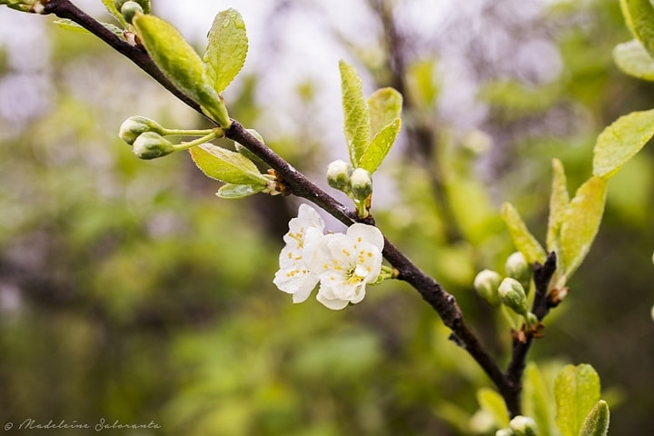 Nikon D7100 sample photo. Flowers.. in the rain photography