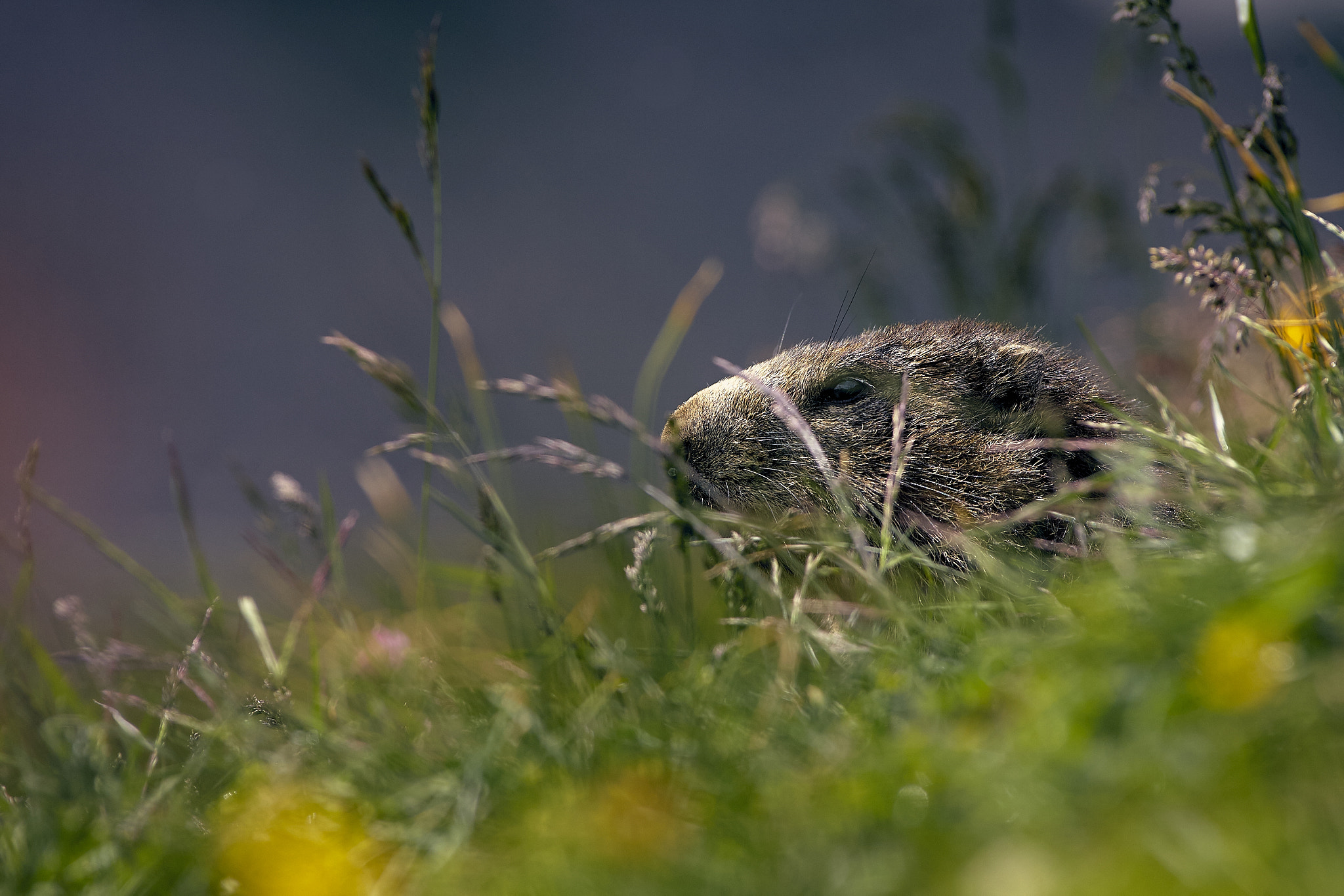 Canon EF 300mm f/2.8L sample photo. Marmot photography