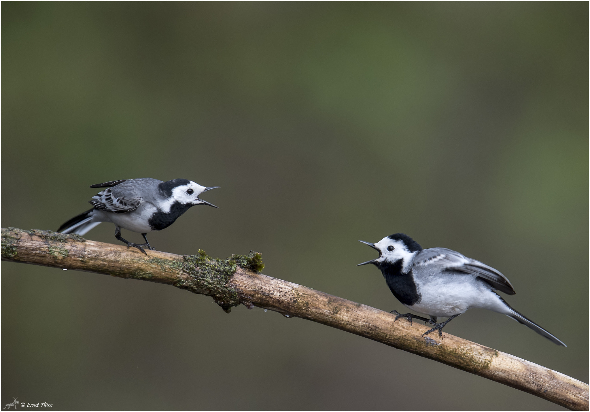 Nikon D5 sample photo. White wagtail photography