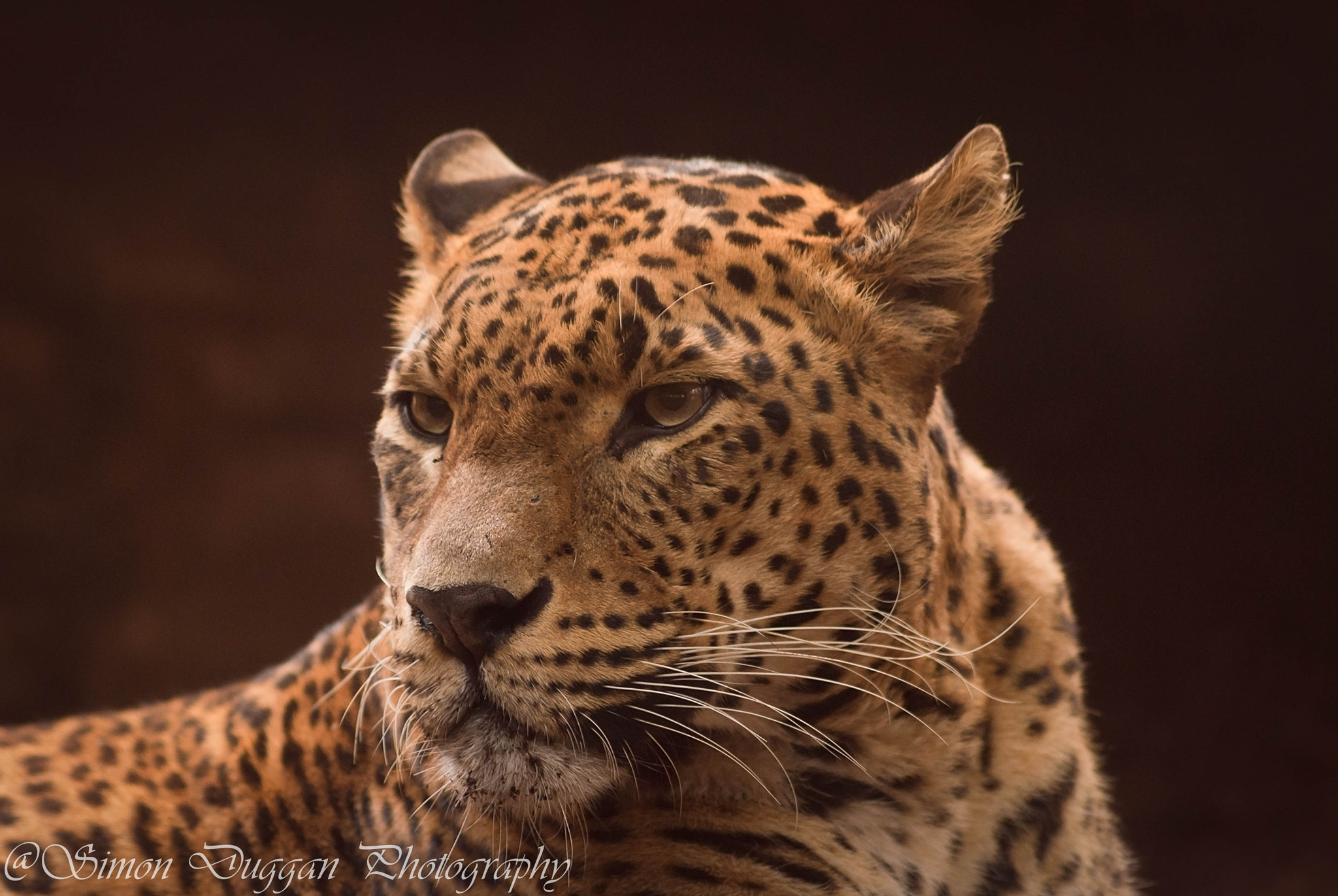 Sigma 70-300mm F4-5.6 APO DG Macro sample photo. The waiting leopard  photography