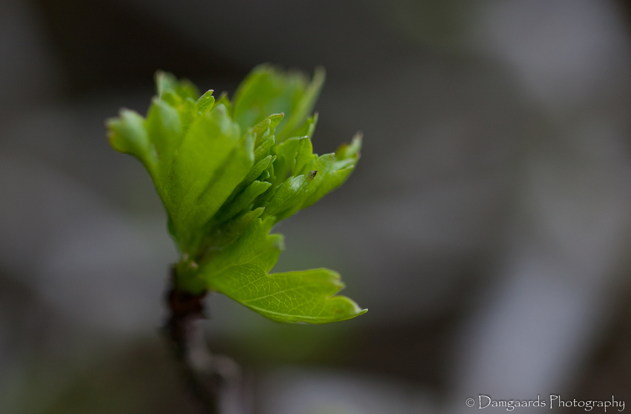 Canon EOS-1Ds Mark III sample photo. 5l0r9775.jpg photography