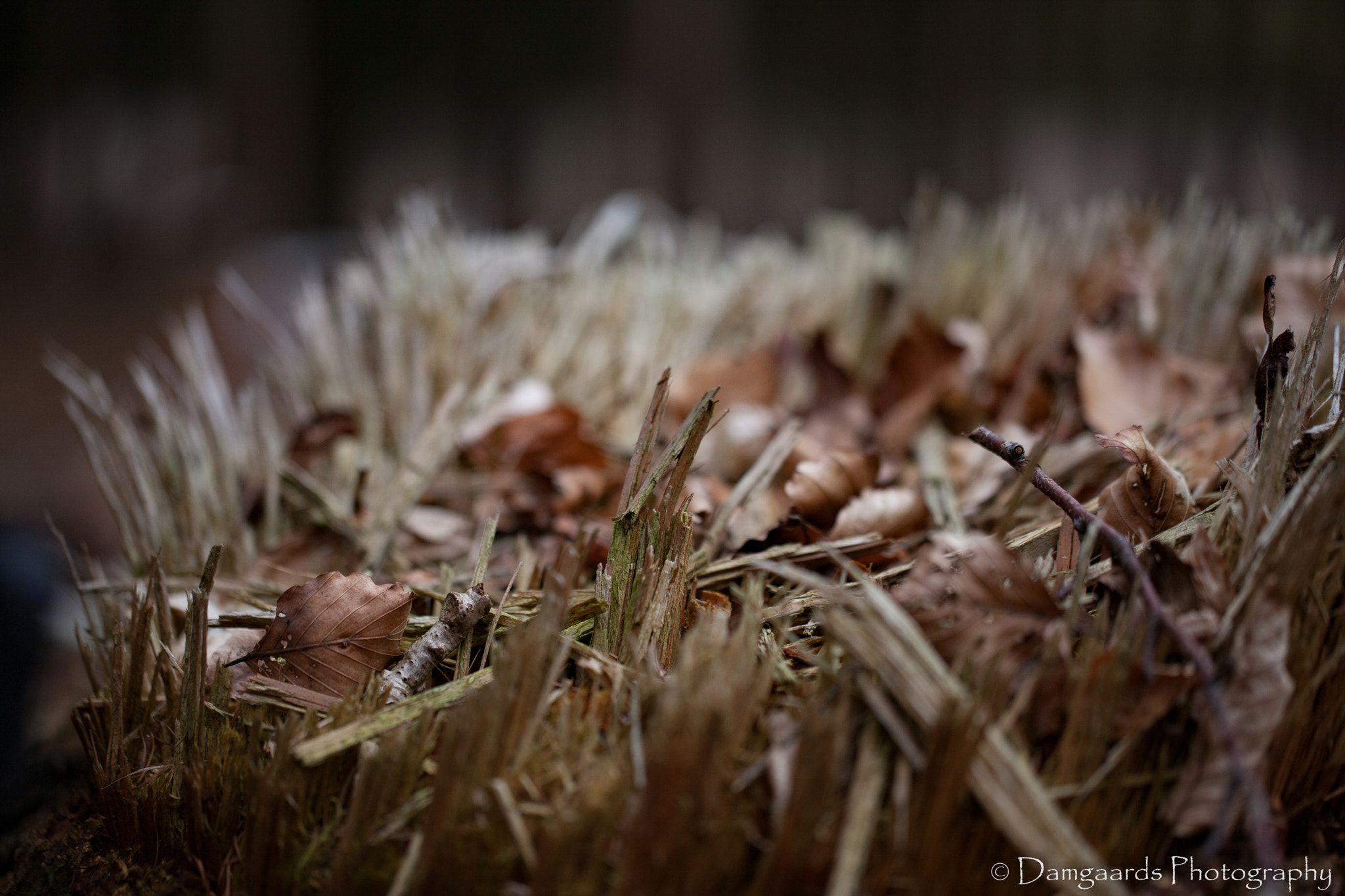 Canon EOS-1Ds Mark III sample photo. 5l0r9779.jpg photography