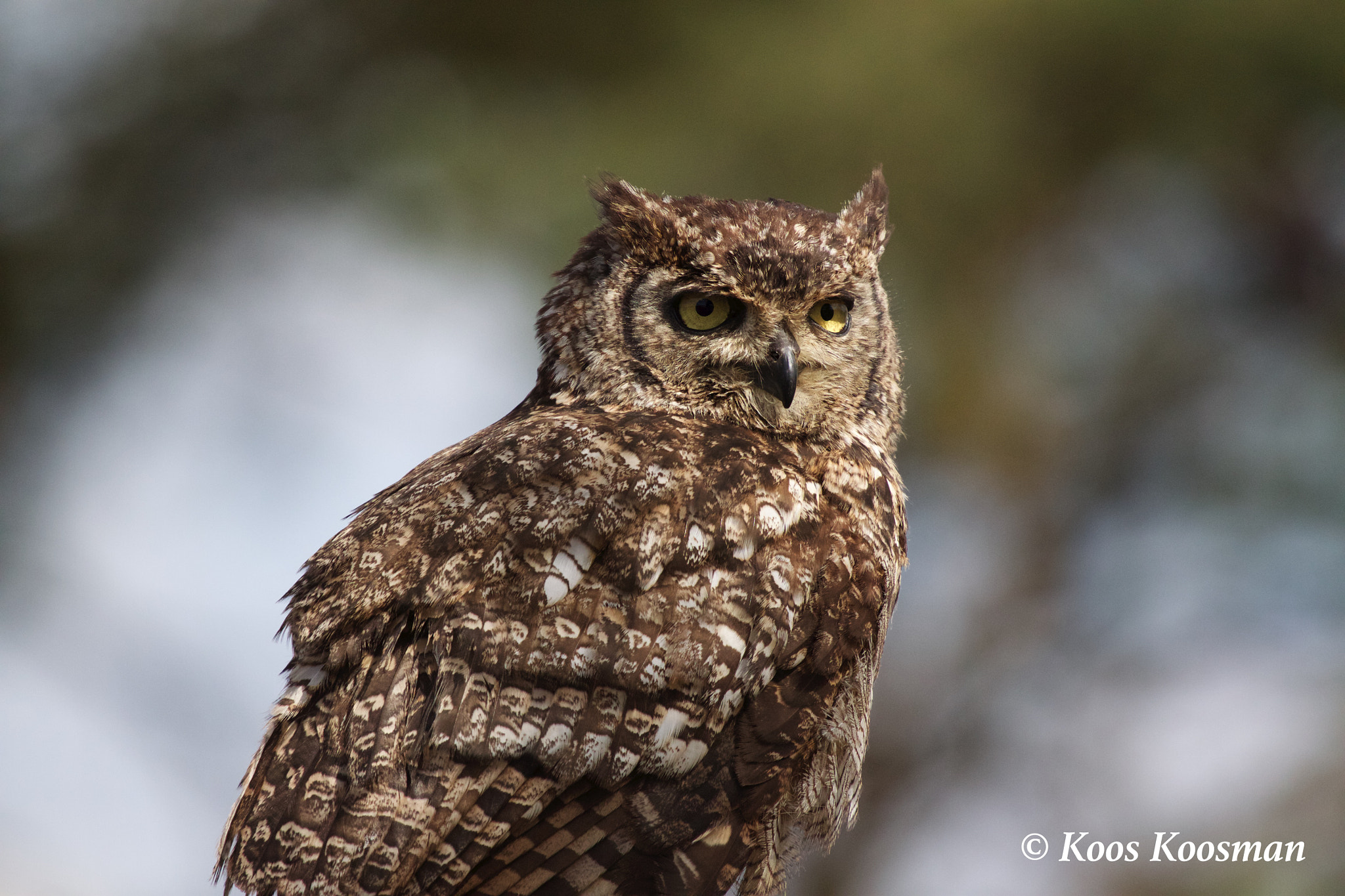 Canon EF 100-400mm F4.5-5.6L IS USM sample photo. Great horned owl photography