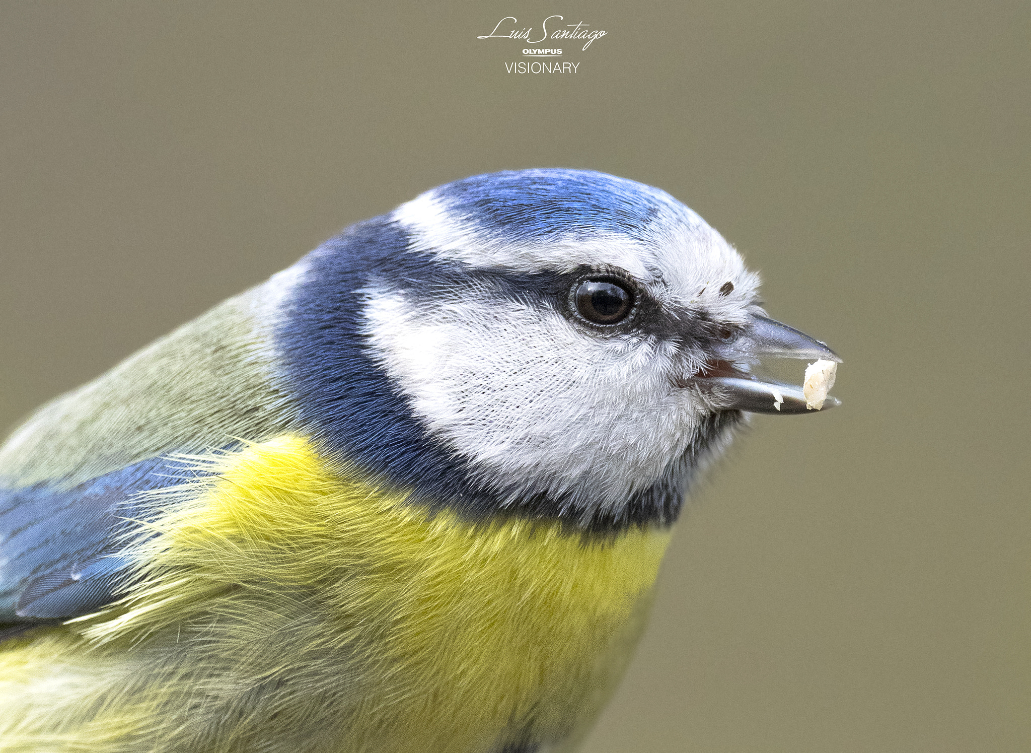 M.300mm F4.0 + MC-14 sample photo. Cyanistes caeruleus 2- test olympus 300 f4 is pro photography