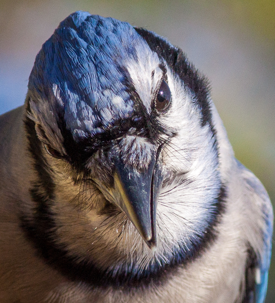 Canon EOS 50D + Canon EF 300mm F4L IS USM sample photo. Intense blue jay photography