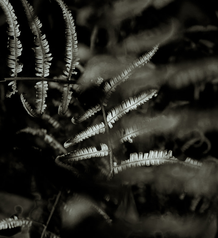 Sony Alpha NEX-5T + Sony E 30mm F3.5 Macro sample photo. Leaves - lights and shadows photography