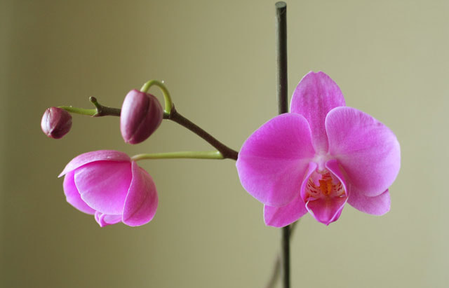 Sigma 70mm F2.8 EX DG Macro sample photo. Blooming orchid photography
